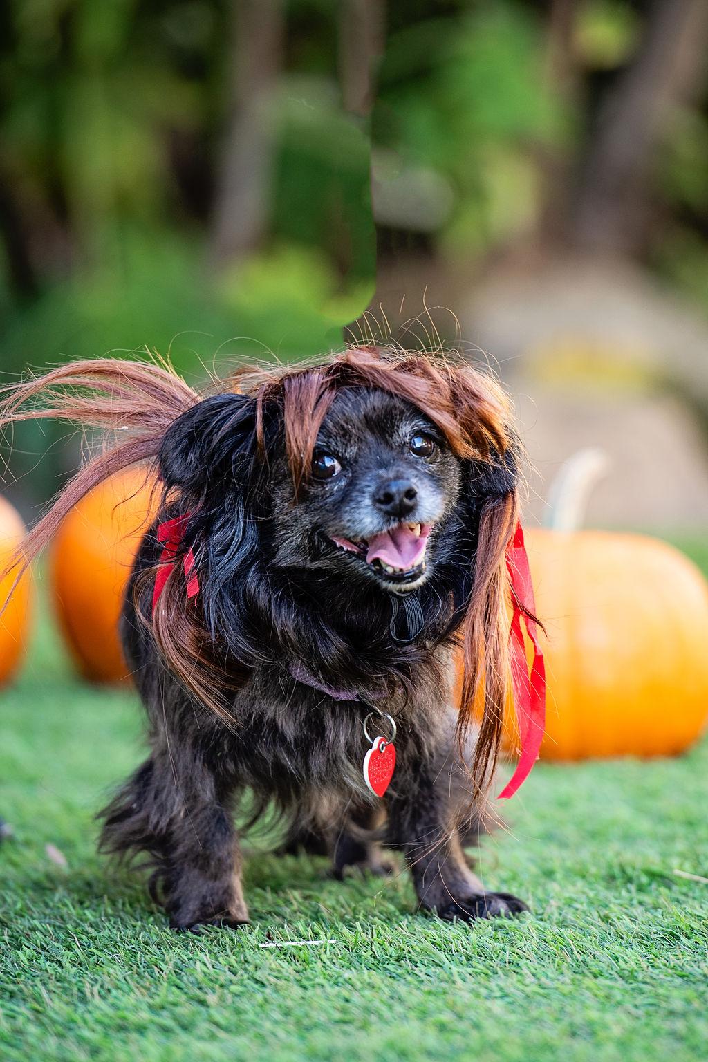 Olandria, an adoptable Pekingese, Tibetan Spaniel in Los Angeles, CA, 90035 | Photo Image 1