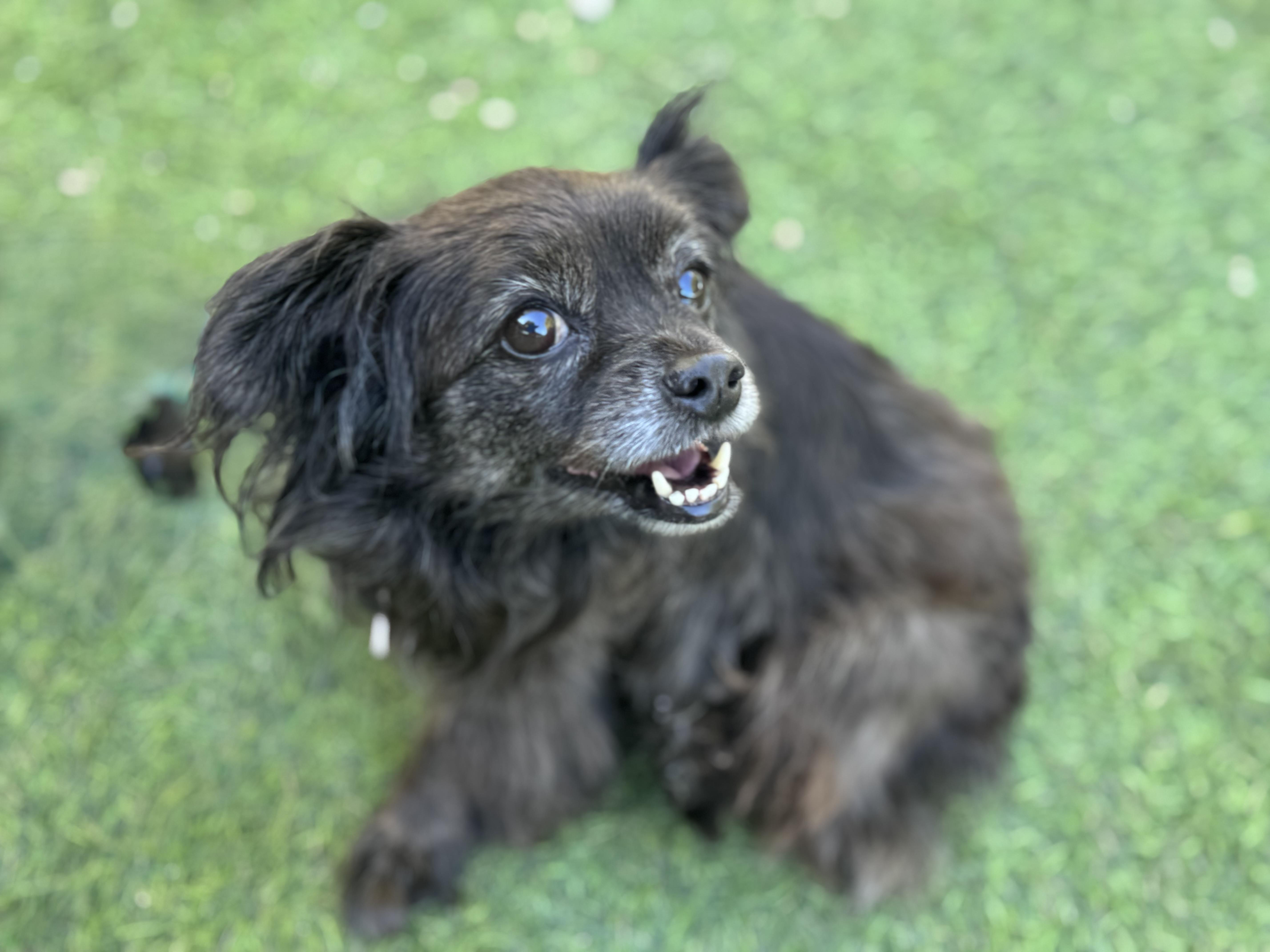 Enlarge Olandria, a Adoptable mixed breed image 5/5