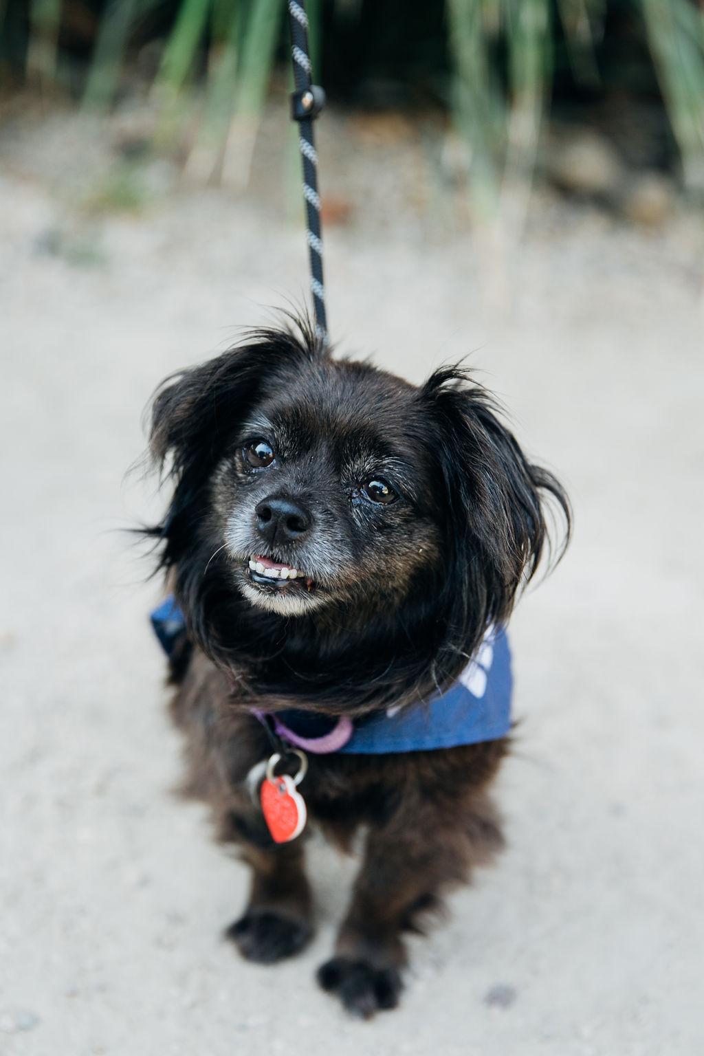 Olandria, an adoptable Pekingese, Tibetan Spaniel in Los Angeles, CA, 90035 | Photo Image 1