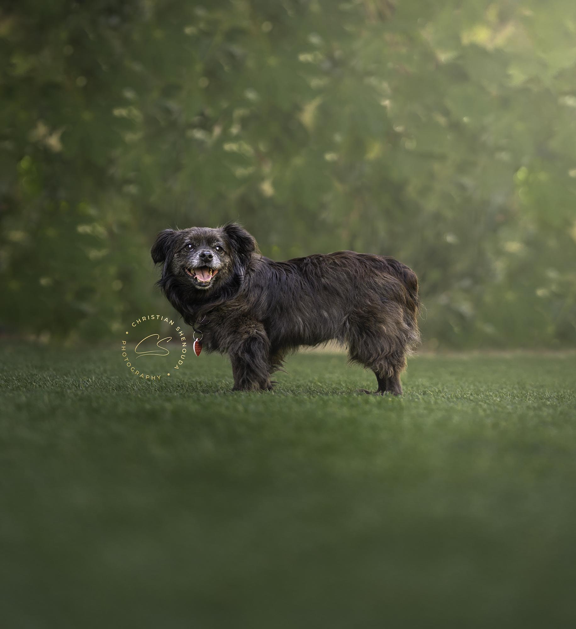 Olandria, an adoptable Pekingese, Tibetan Spaniel in Los Angeles, CA, 90035 | Photo Image 2
