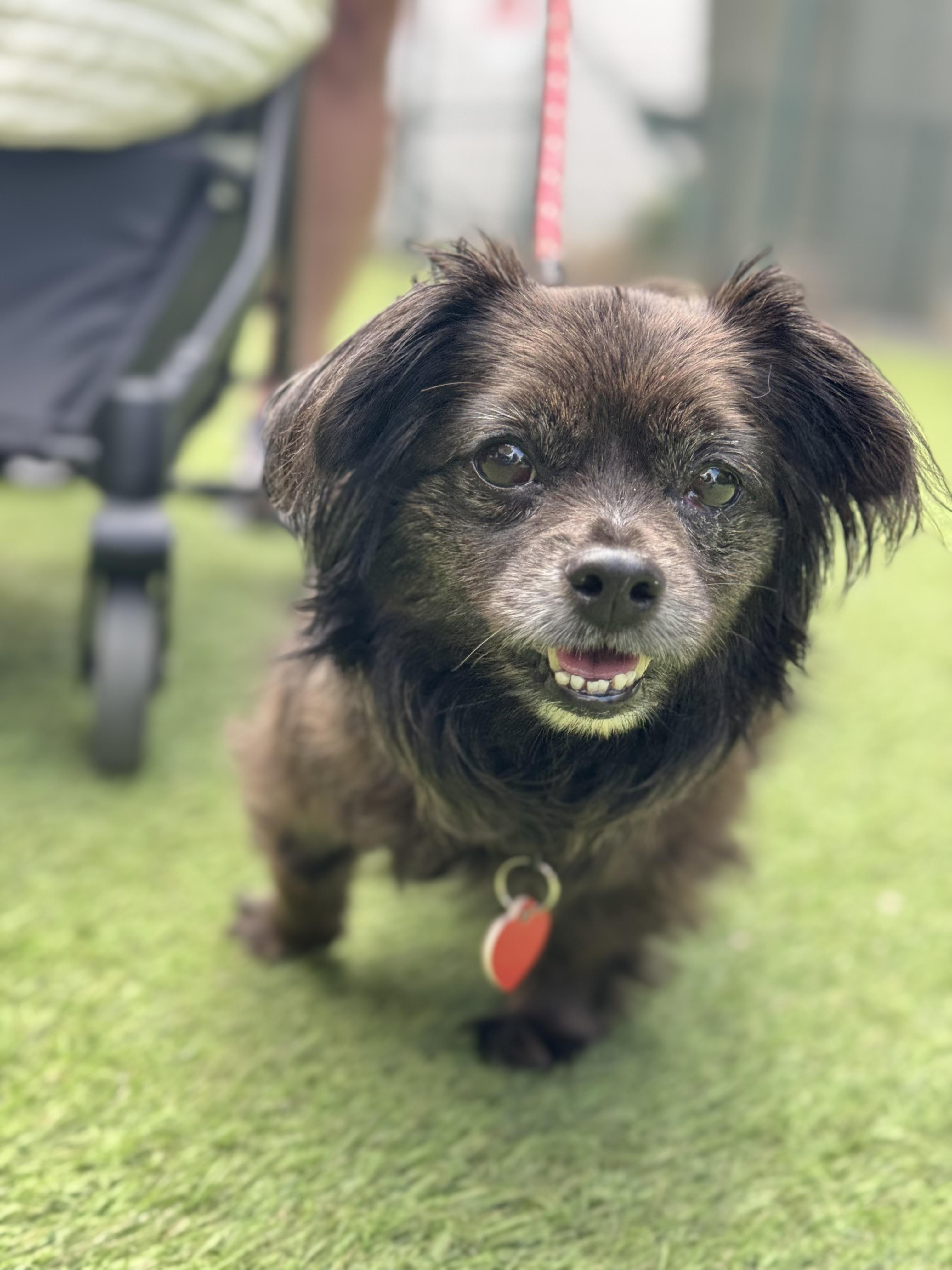Olandria, an adoptable Pekingese, Tibetan Spaniel in Los Angeles, CA, 90035 | Photo Image 4