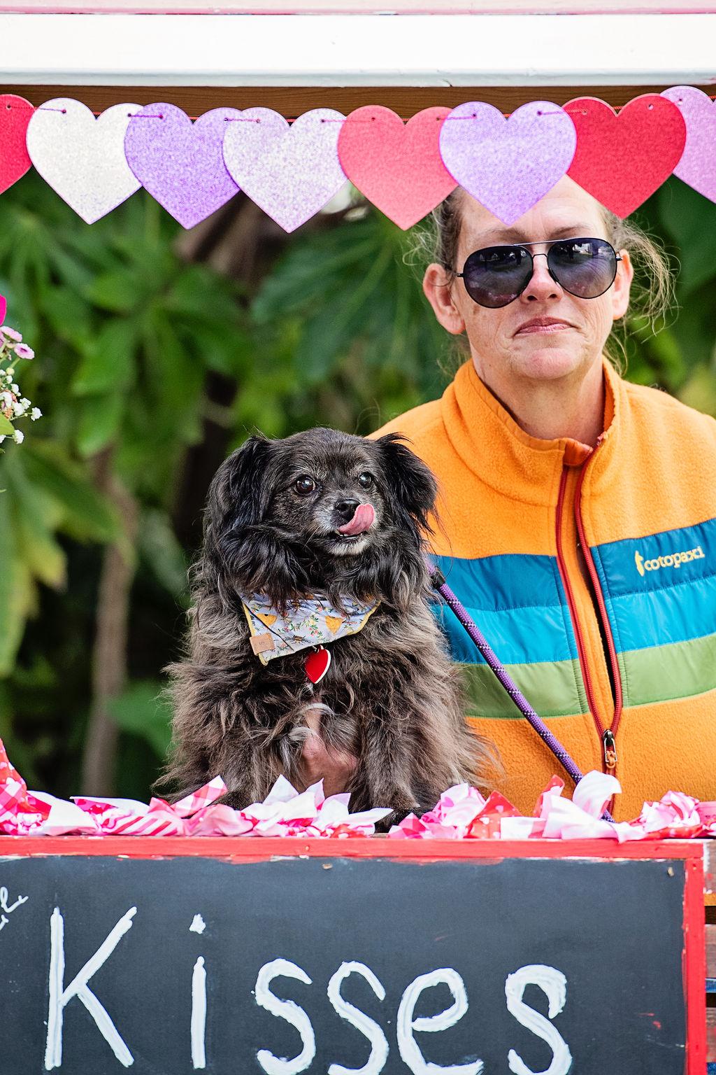 Olandria, Adoptable, Adult Female Pekingese & Tibetan Spaniel.