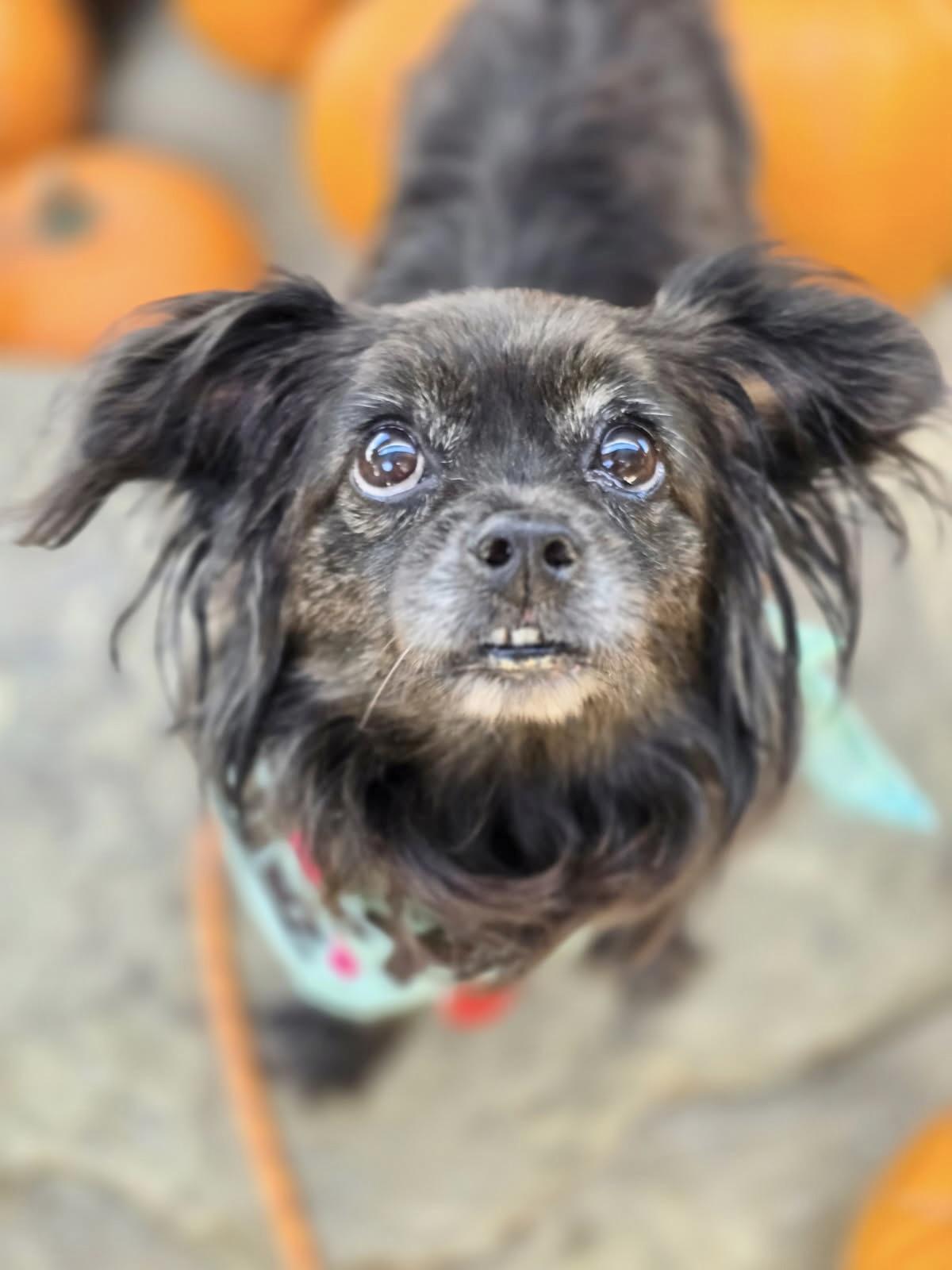 Olandria, an adoptable Pekingese, Tibetan Spaniel in Los Angeles, CA, 90035 | Photo Image 6