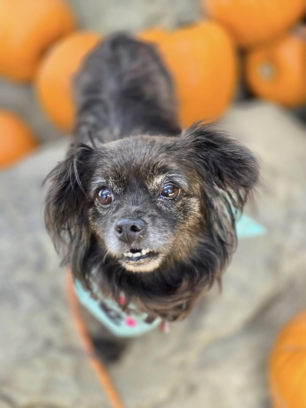 Olandria, an adoptable Pekingese, Tibetan Spaniel in Los Angeles, CA, 90035 | Photo Image 3