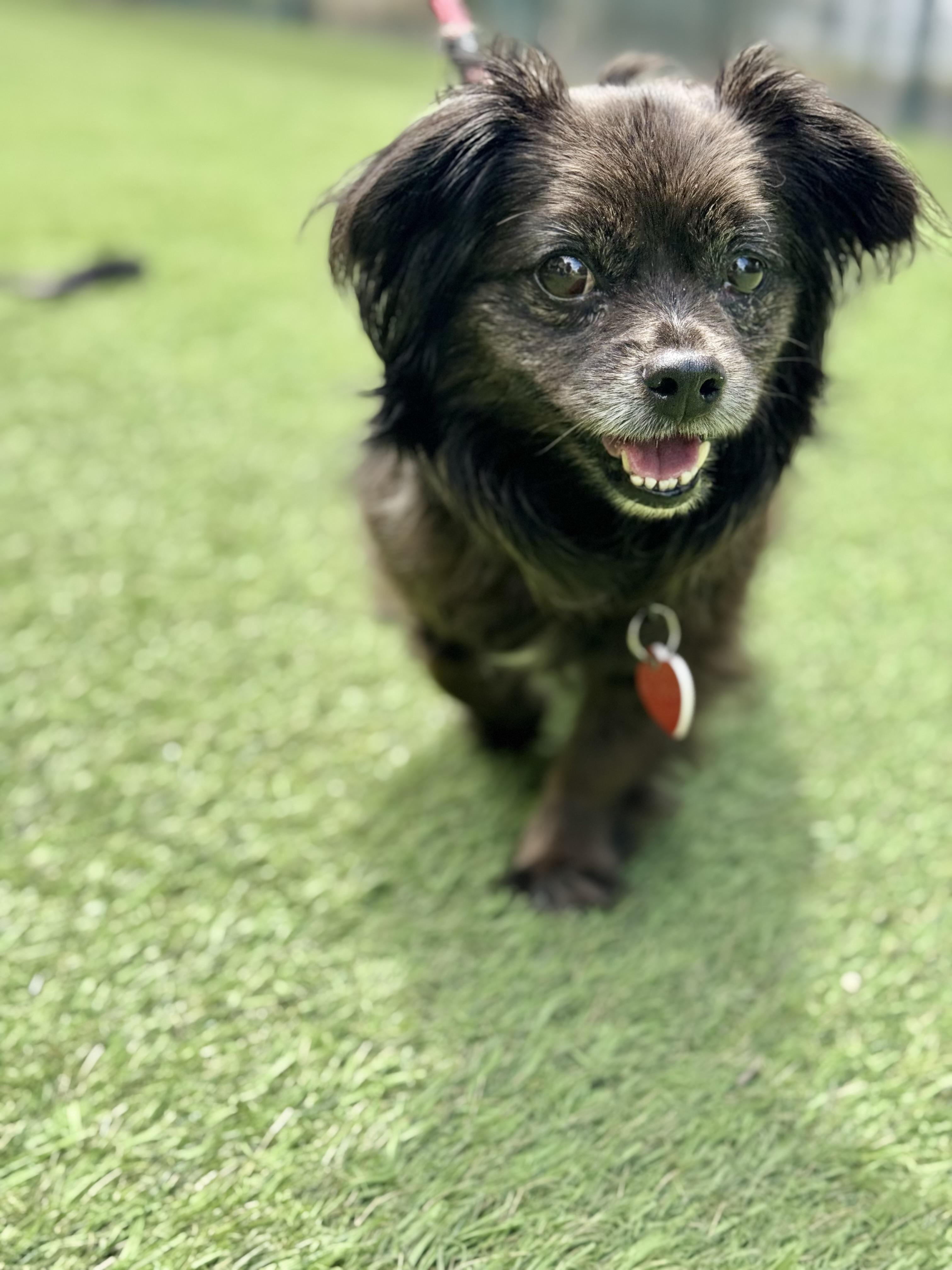 Olandria, an adoptable Pekingese, Tibetan Spaniel in Los Angeles, CA, 90035 | Photo Image 3