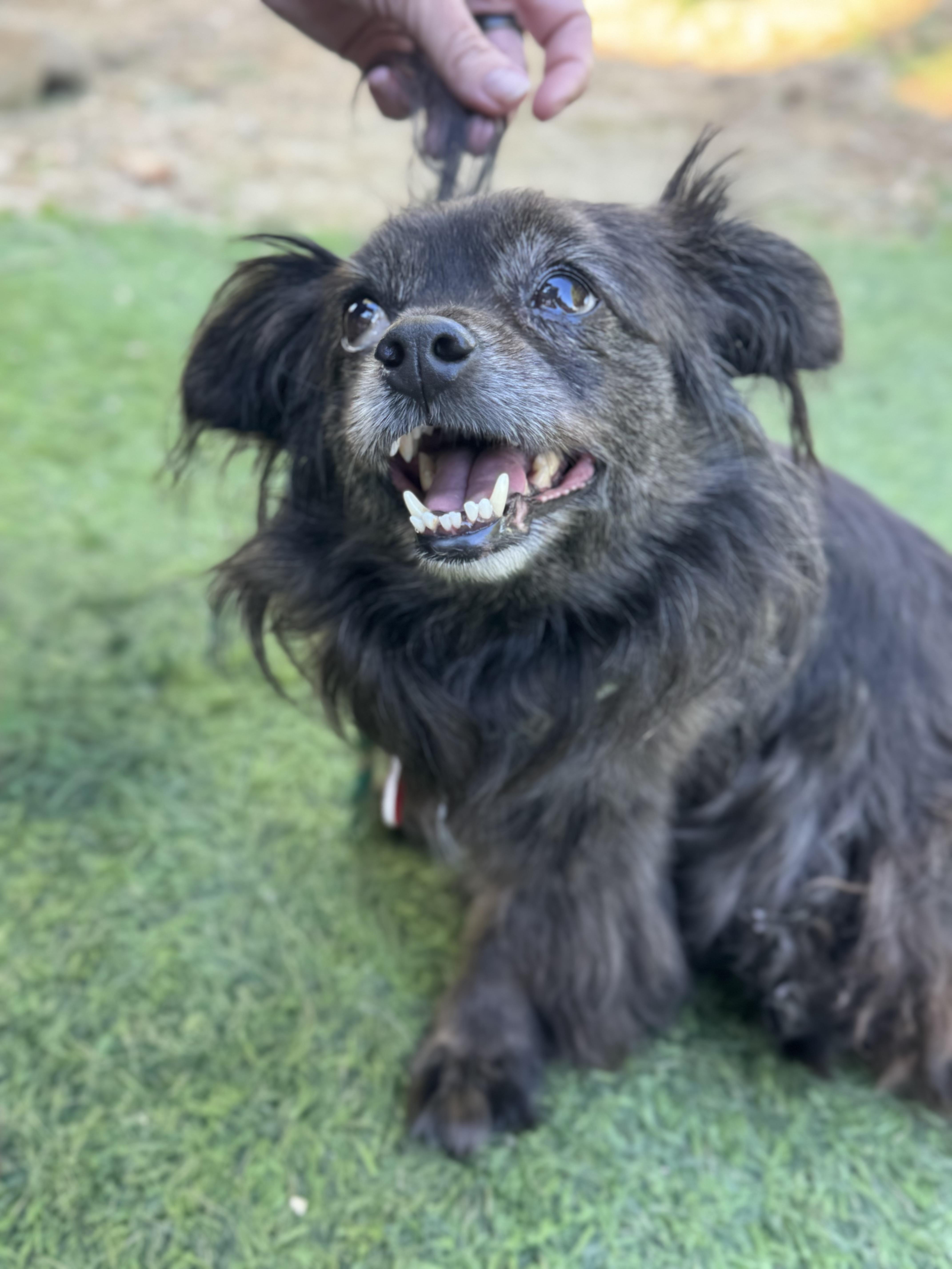 Enlarge Olandria, a Adoptable mixed breed image 4/5