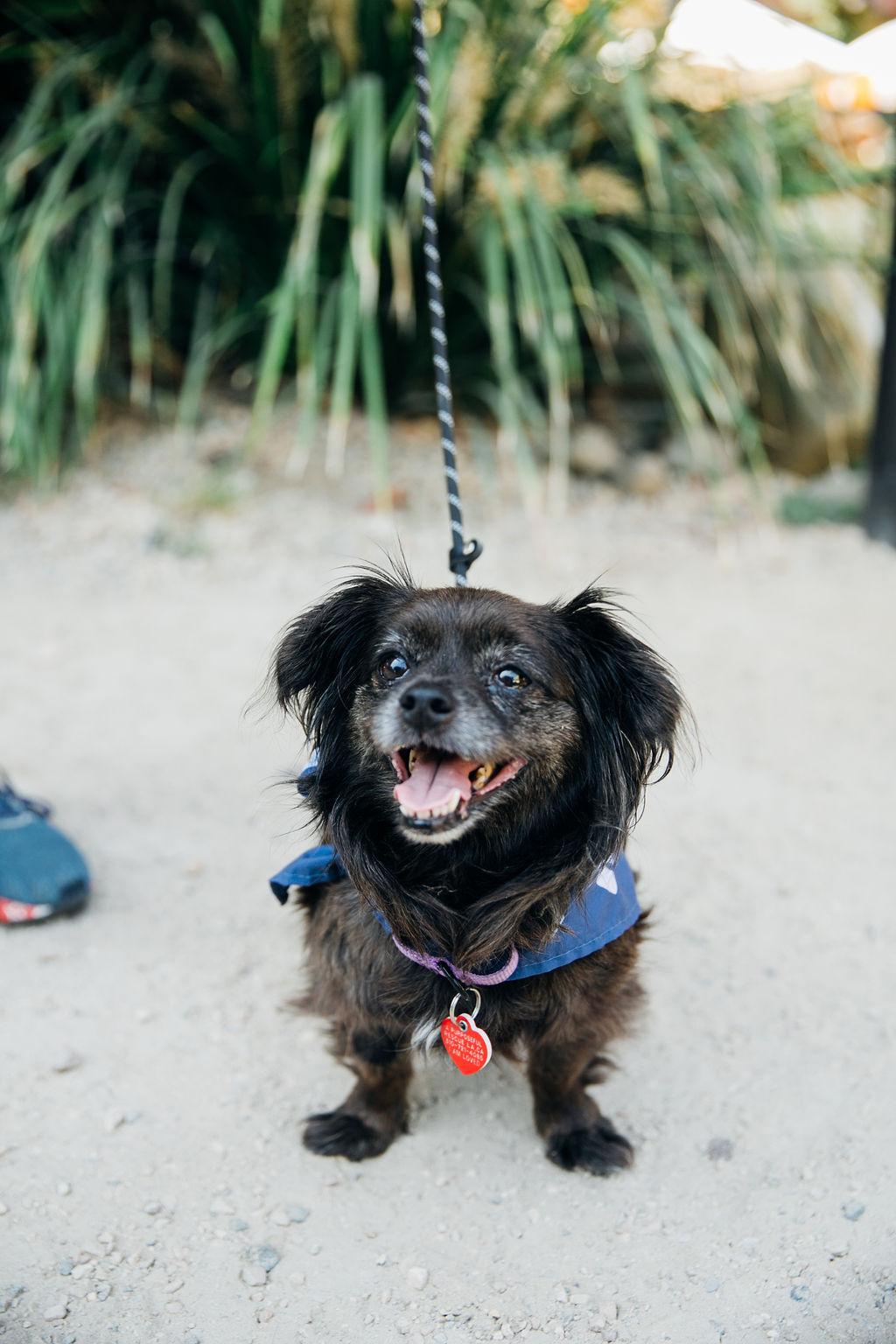 Olandria, an adoptable Pekingese, Tibetan Spaniel in Los Angeles, CA, 90035 | Photo Image 5