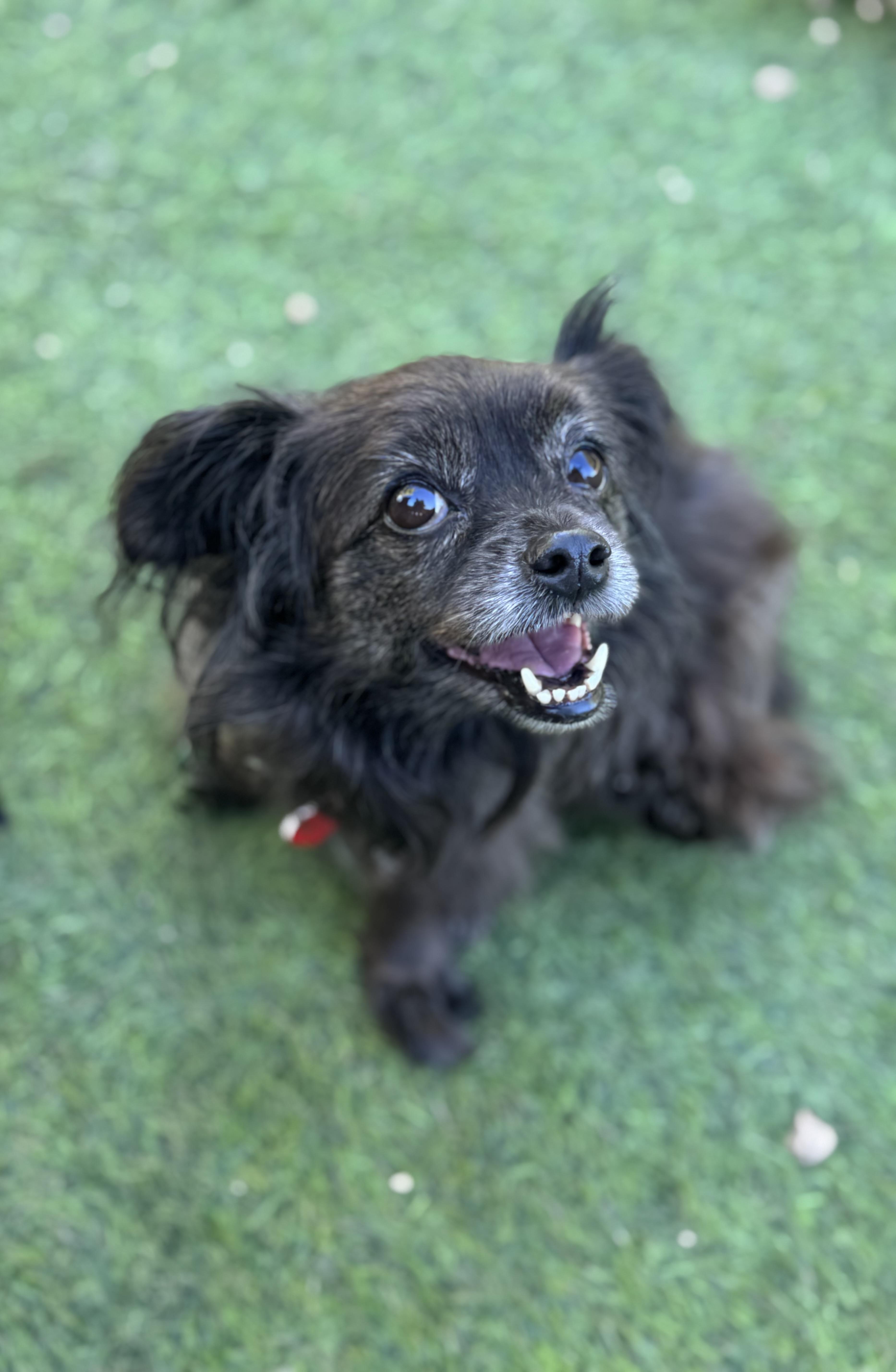 Olandria, Adoptable, Adult Female Pekingese & Tibetan Spaniel.