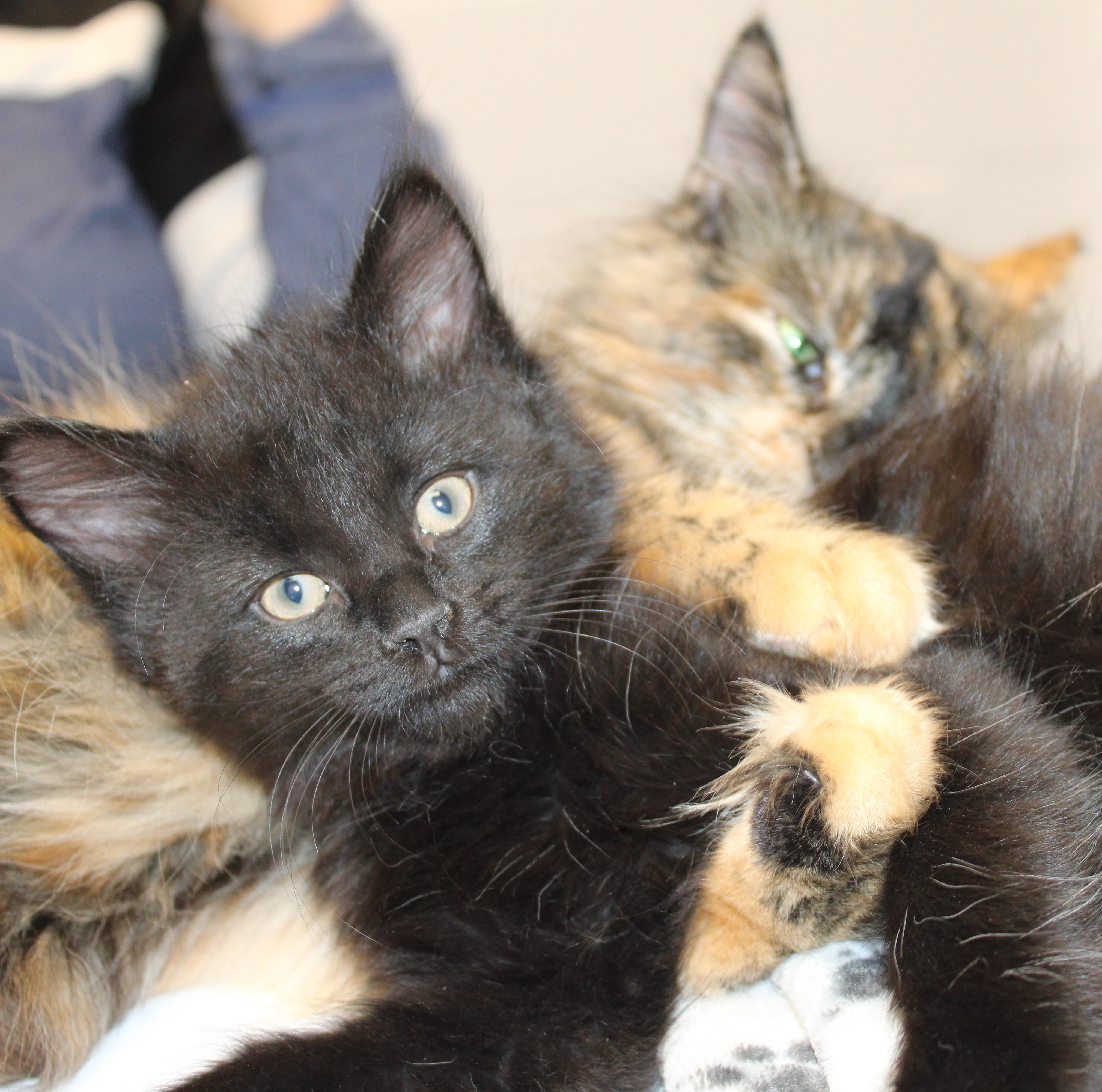 Bear - bonded with his brother Rocky 2 for 1!, adoptable, Kitten Male Domestic Medium Hair.