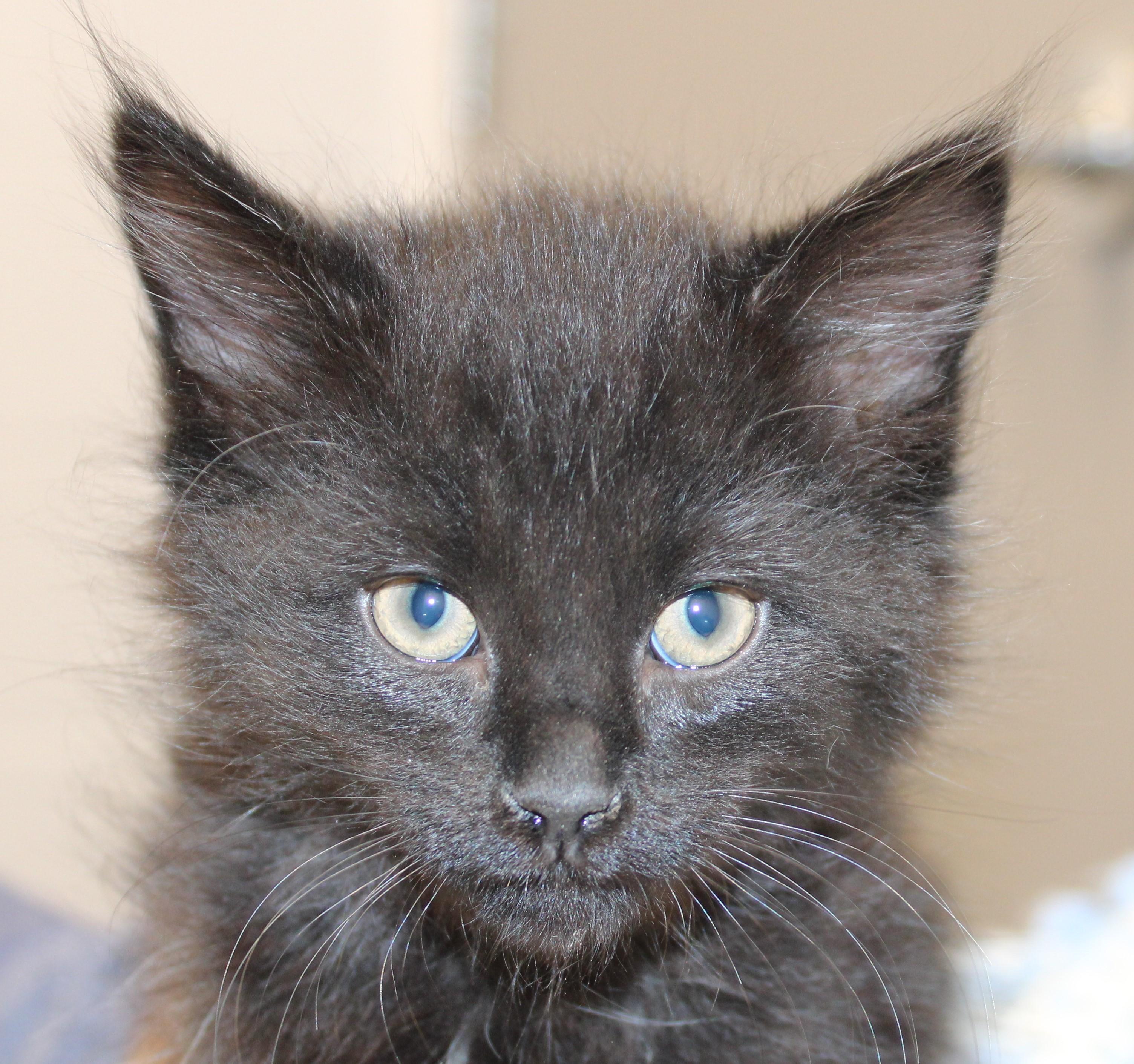 Enlarge Bear - bonded with his brother Rocky 2 for 1!, an adoptable Domestic Medium Hair in Mississauga, ON image 2/3