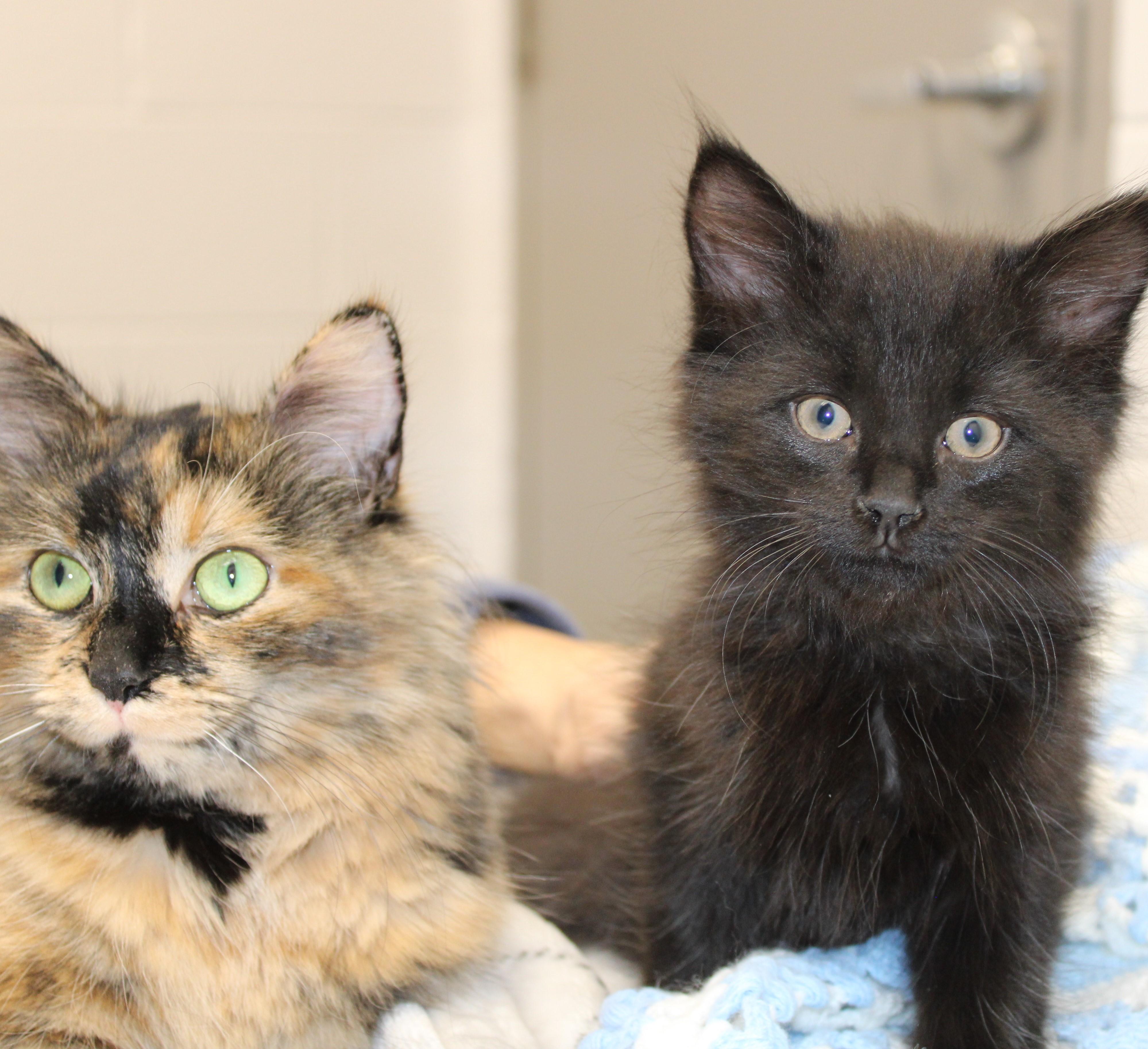 Enlarge Bear - bonded with his brother Rocky 2 for 1!, an adoptable Domestic Medium Hair in Mississauga, ON image 3/3