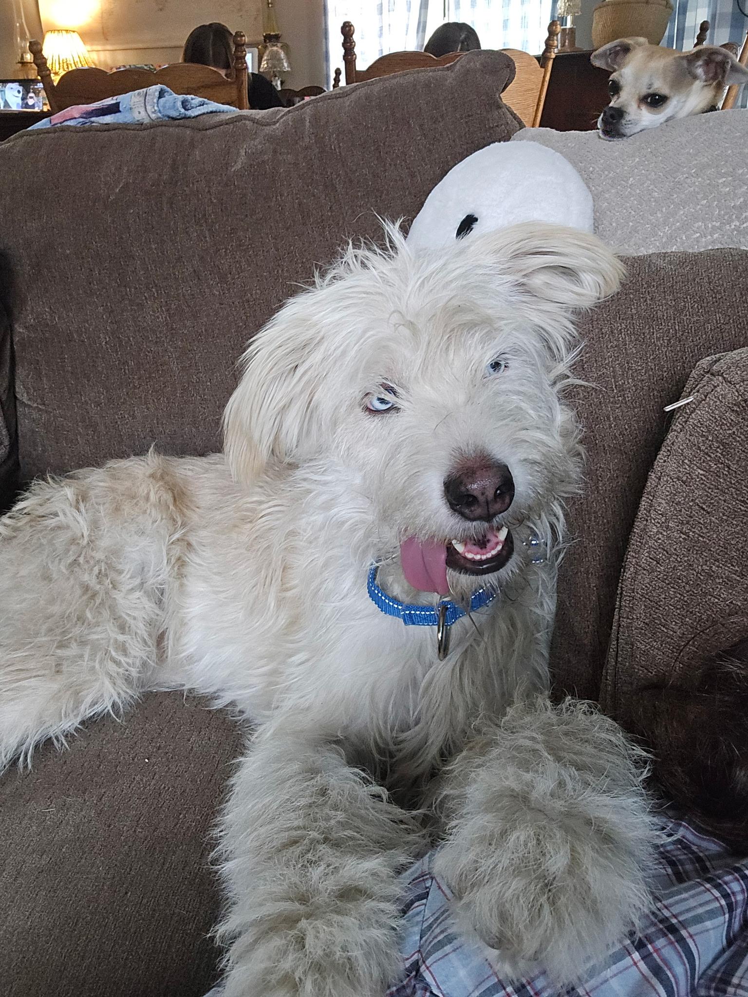 Enlarge Pinky Sky, a Adoptable mixed breed in Novato, CA image 3/4