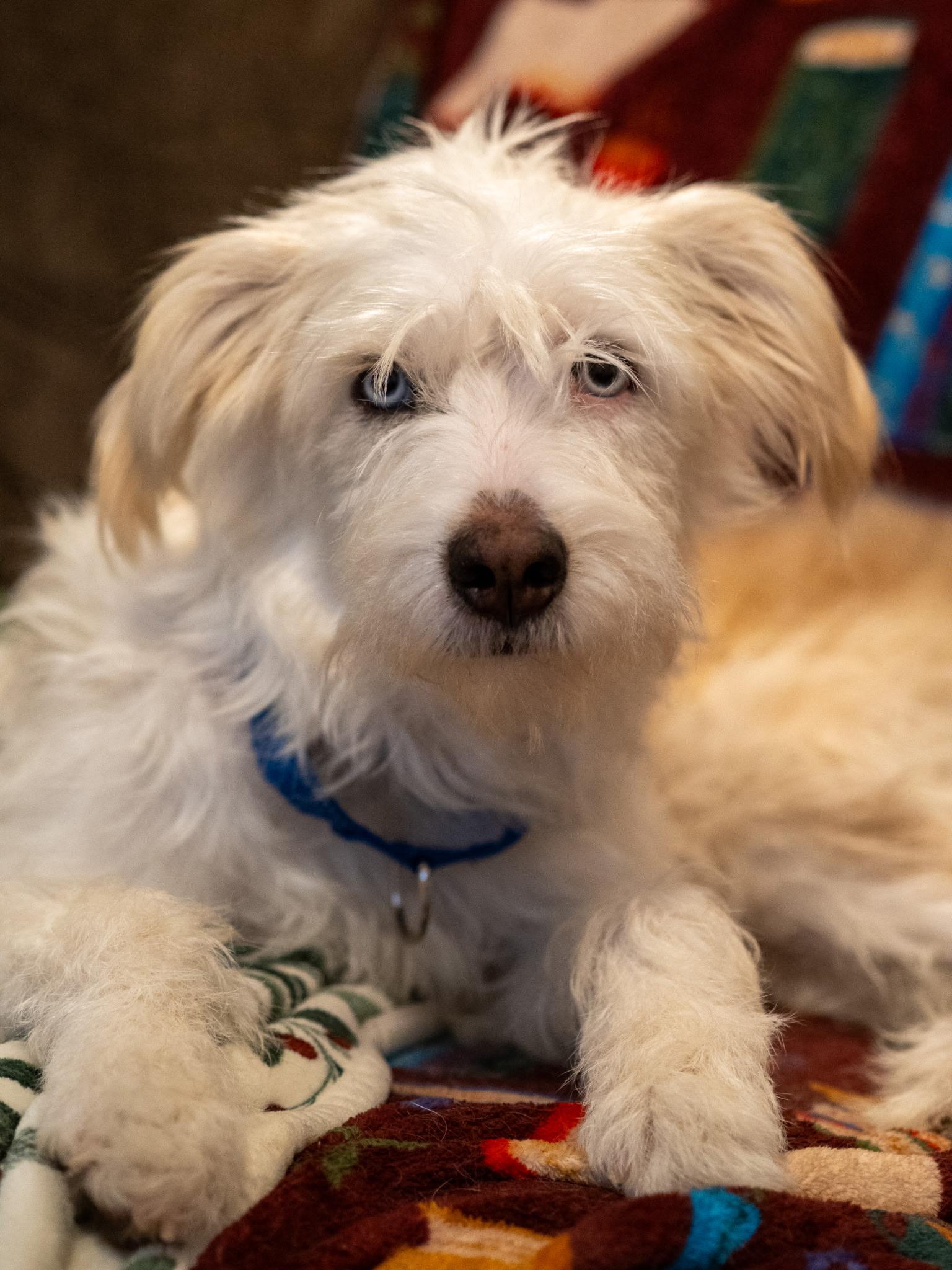 Enlarge Pinky Sky, a Adoptable mixed breed in Novato, CA image 1/4