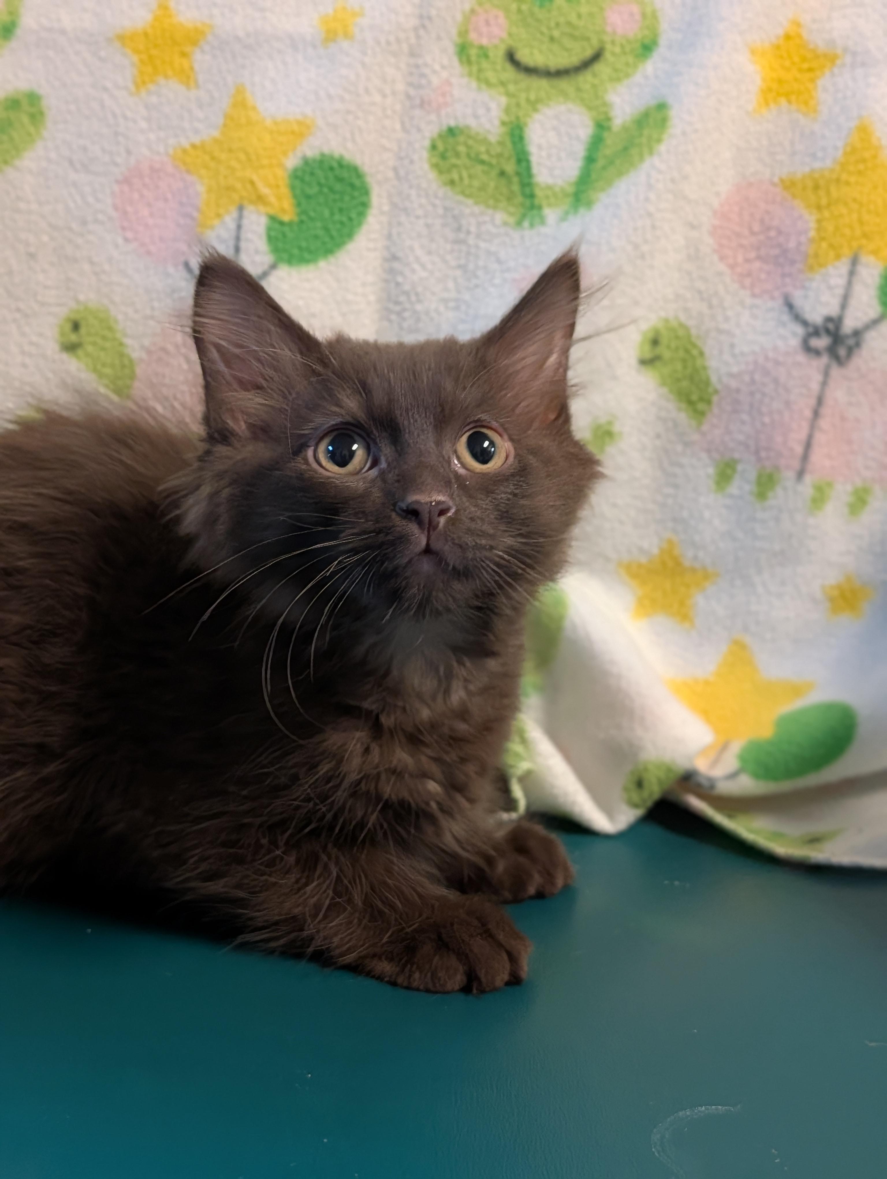 Ernie, adopted, Young Male Domestic Medium Hair.