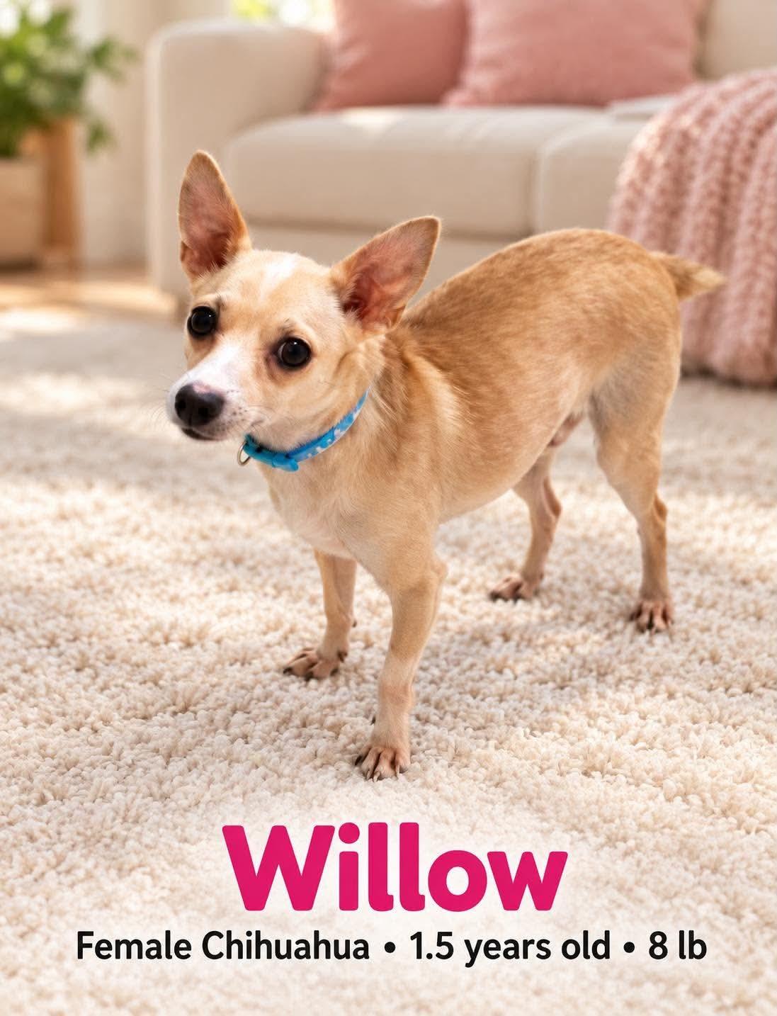 Willow, Adoptable, Young Female Chihuahua.
