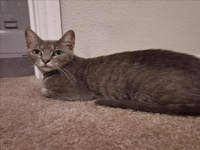 TWINKLE, Adoptable, Adult Female Domestic Short Hair & Domestic Short Hair.