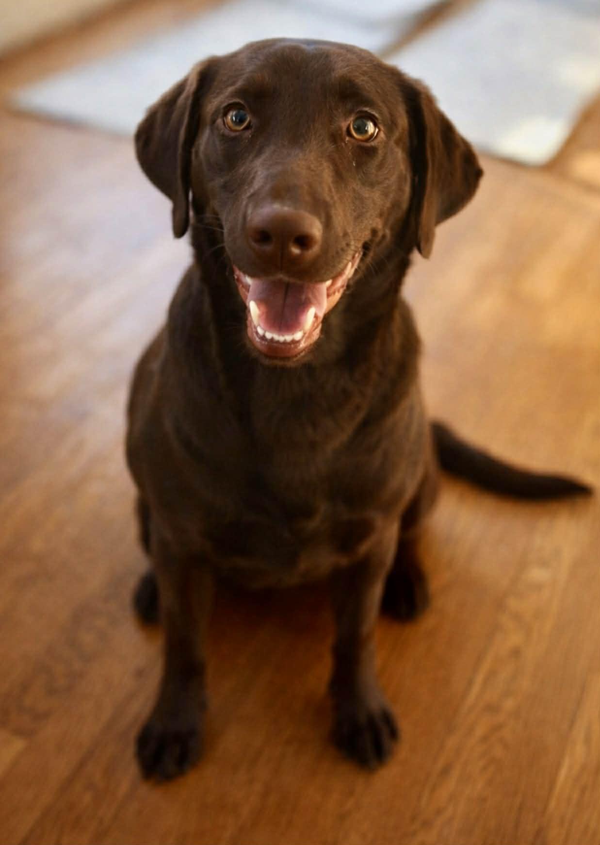 Enlarge Lady, an adoption pending mixed breed in Brunswick, ME image 1/4