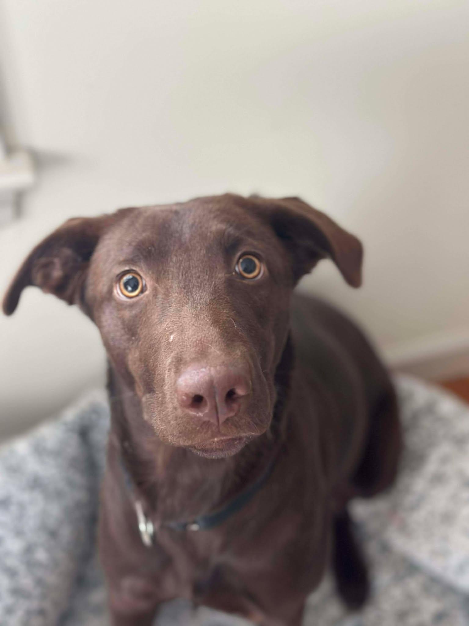 Enlarge Lady, an adoption pending mixed breed in Brunswick, ME image 2/4