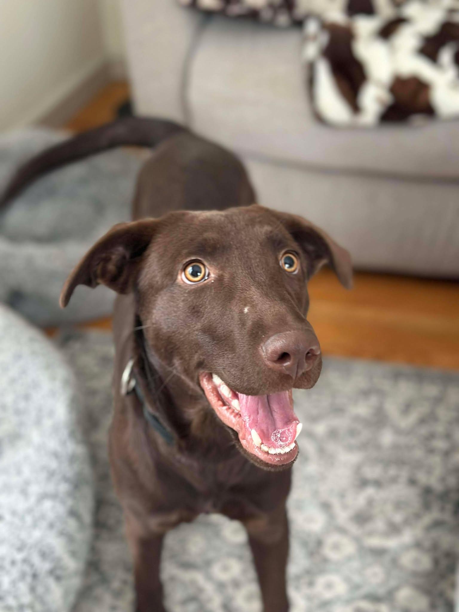 Enlarge Lady, an adoption pending mixed breed in Brunswick, ME image 4/4