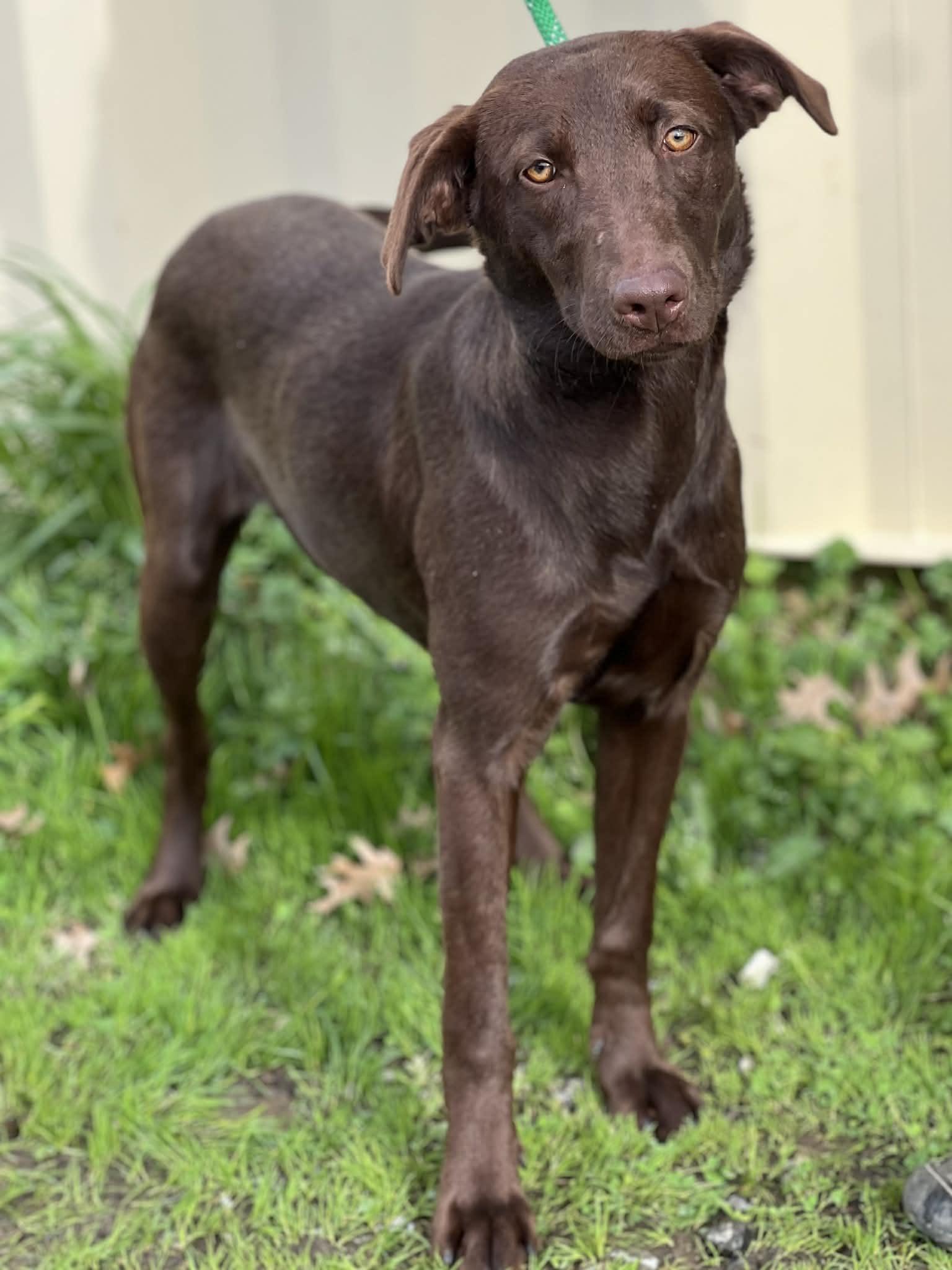 Enlarge Lady, a ADOPTABLE mixed breed in Brunswick, ME image 2/2