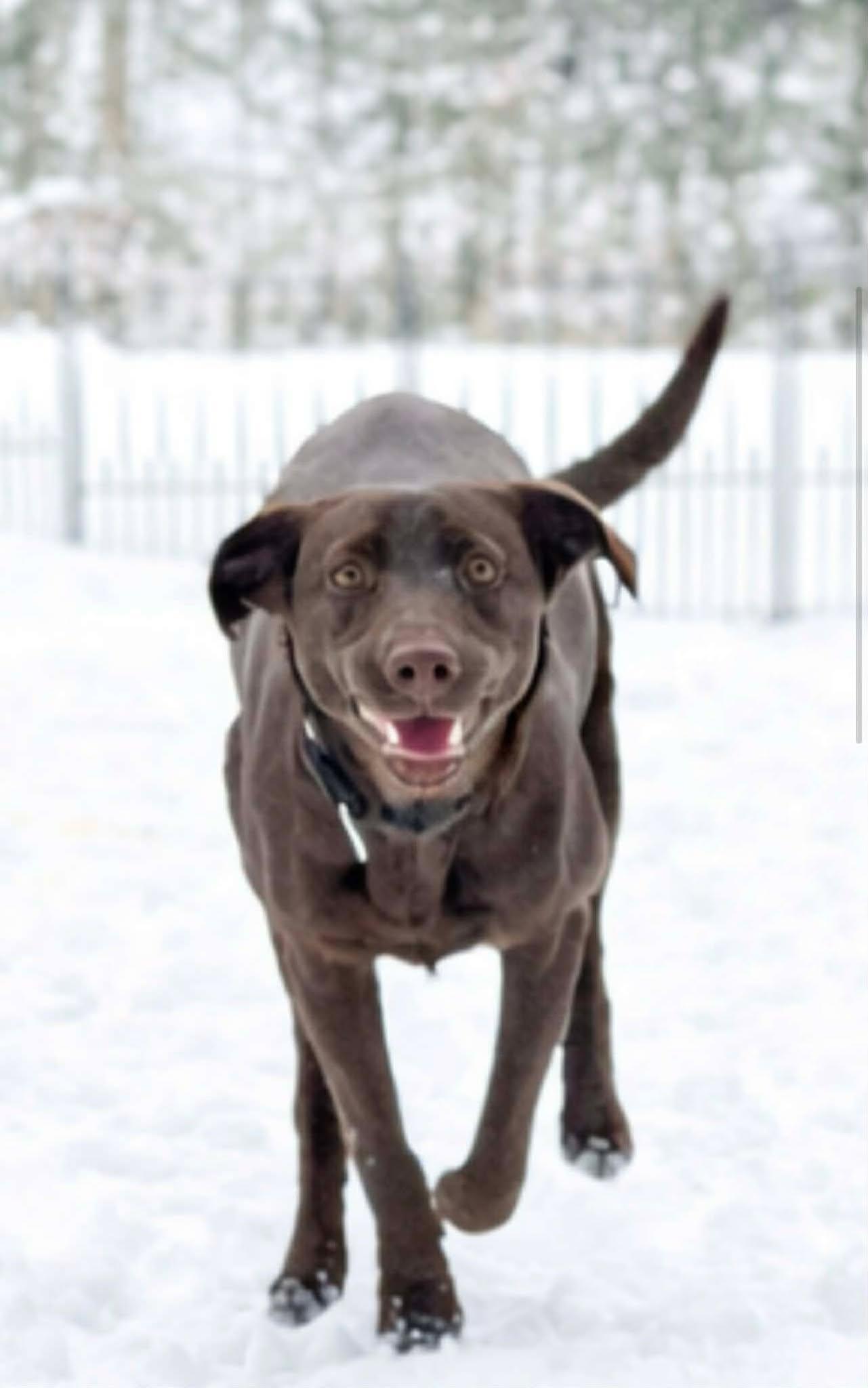 Enlarge Lady, an adoption pending mixed breed in Brunswick, ME image 3/4