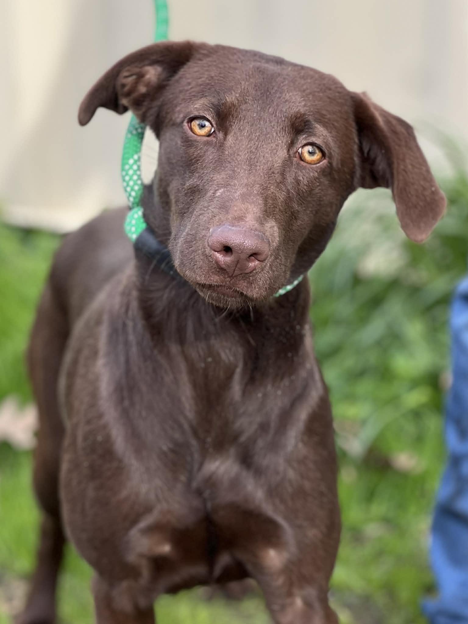 Lady, ADOPTABLE, Young Female Chocolate Labrador Retriever.