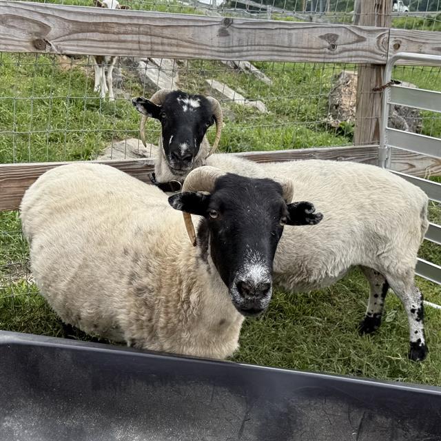BUTTE, Adoptable, Young Female Sheep.