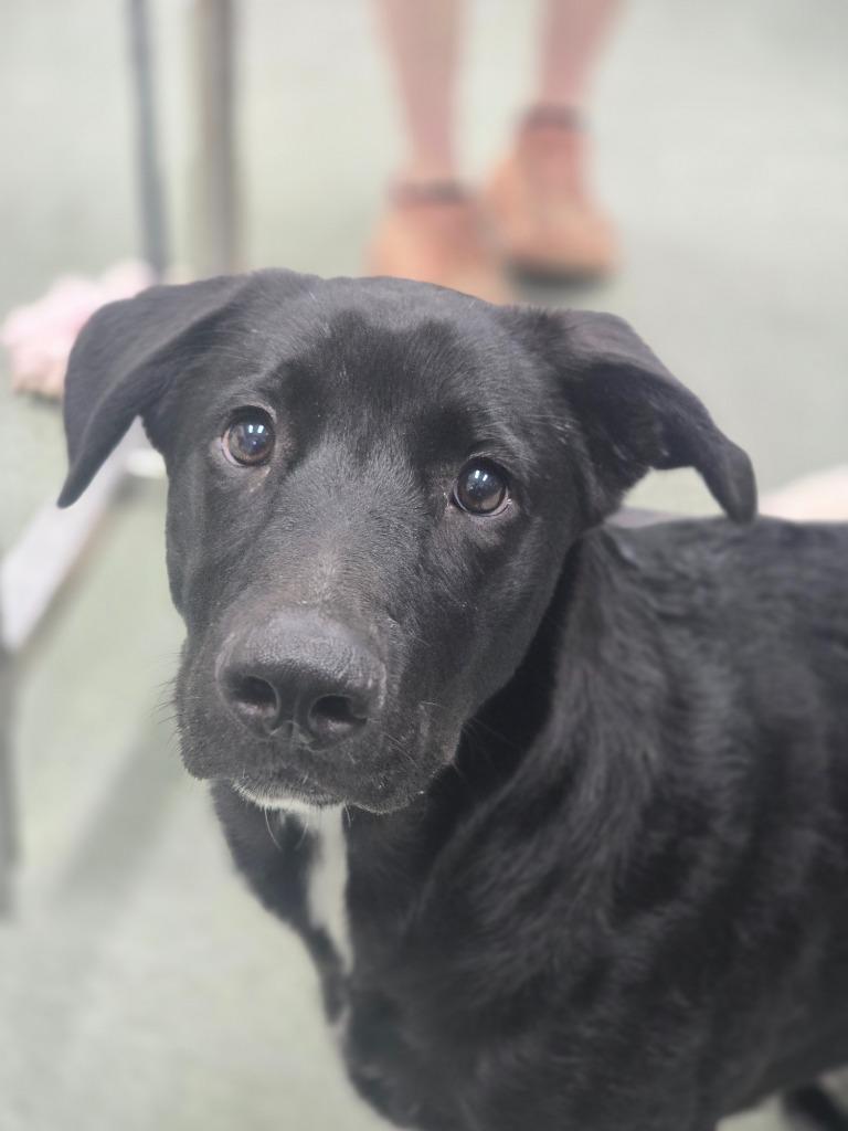 Enlarge Bosco, a Adoptable mixed breed in Danielsville, GA image 1/3