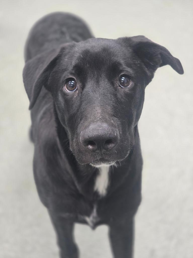 Enlarge Bosco, a Adoptable mixed breed in Danielsville, GA image 2/3