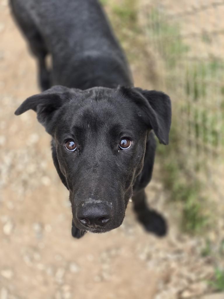 Enlarge Bosco, a Adoptable mixed breed in Danielsville, GA image 3/4