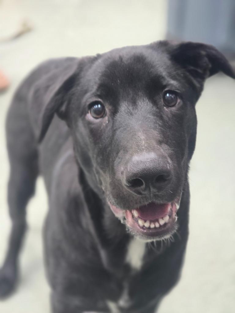 Enlarge Bosco, a Adoptable mixed breed in Danielsville, GA image 3/3