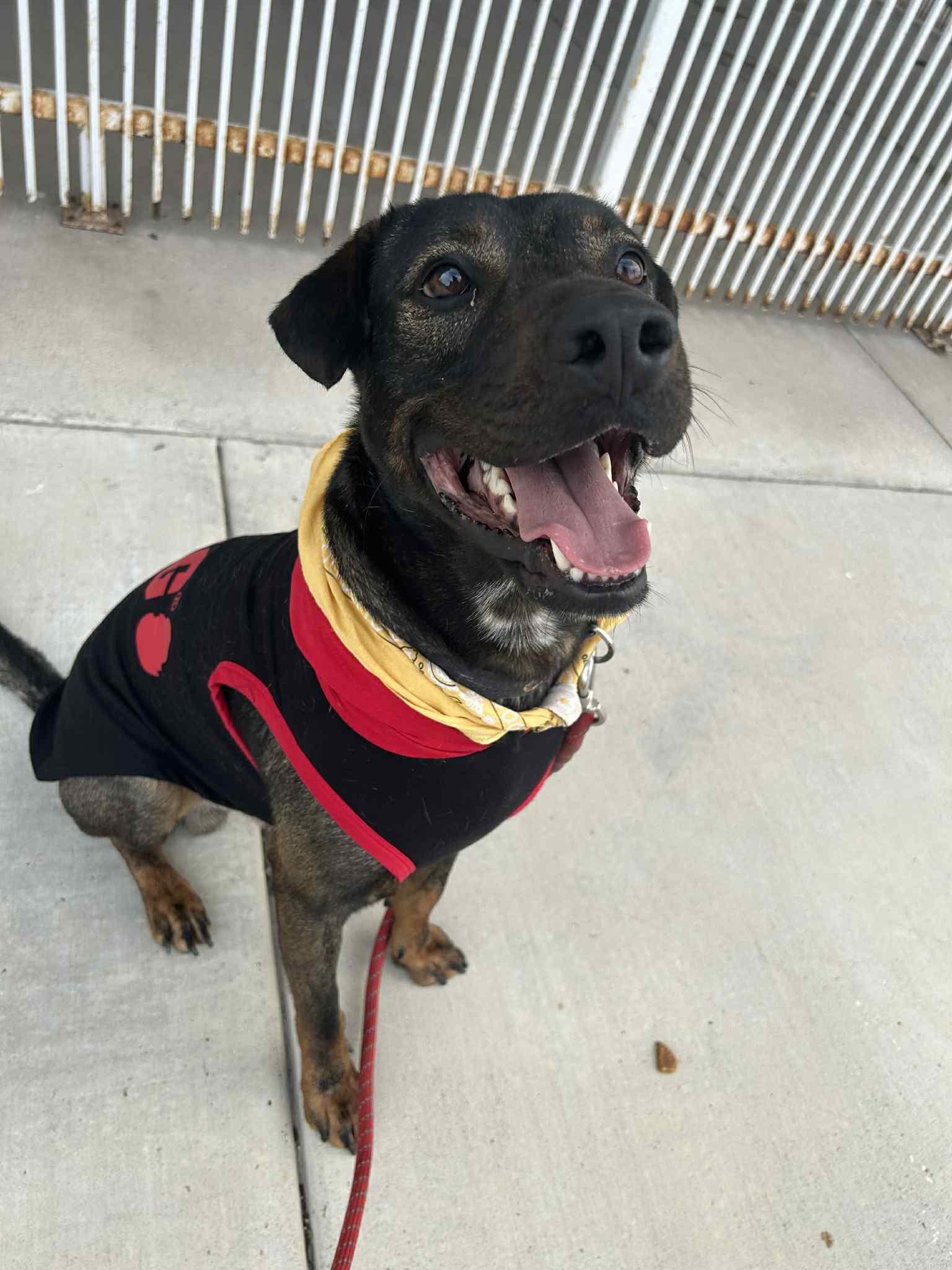 Bucee, an adoptable Beauceron, Black Labrador Retriever in Woodstock, ON, N4S 7W1 | Photo Image 1