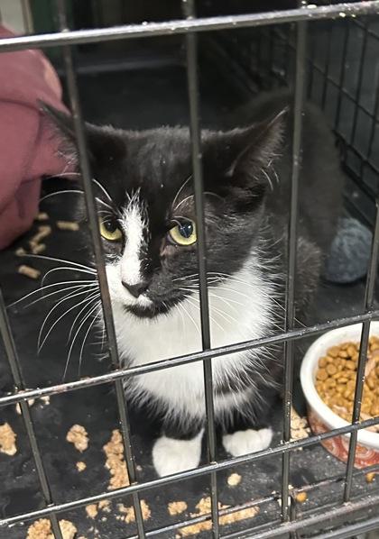 Wemby — thumbnail 2