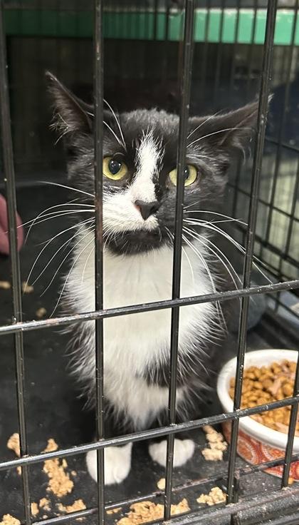 Wemby — thumbnail 3