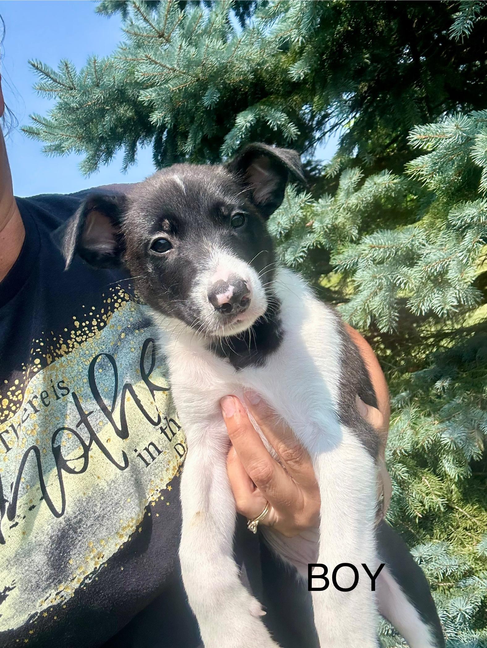 Lassie and Lola, Baby Male unknown
