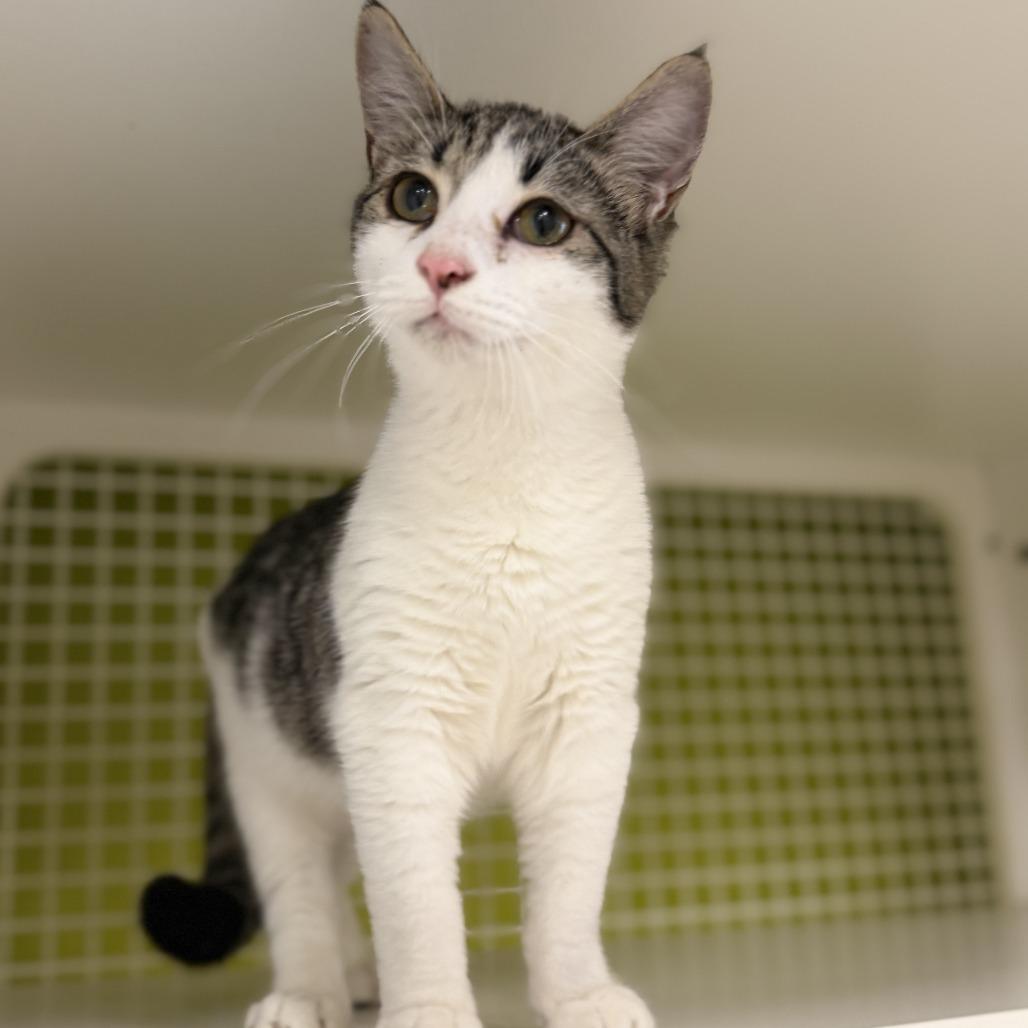 Georgie, Adoptable, Kitten Male Domestic Short Hair.
