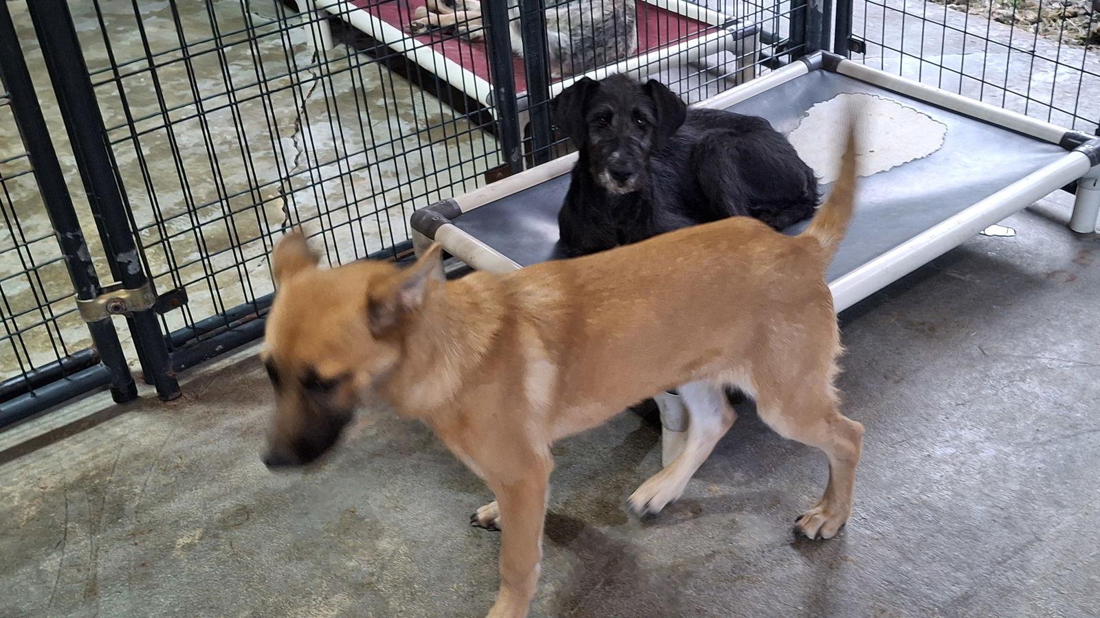 NALA, Adopted, Young Female German Shepherd Dog.