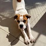 Bernard, Adopted, Young Male Mixed Breed.