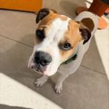 Enlarge Bernard, a Adopted Mixed Breed in Collingwood, ON image 2/2