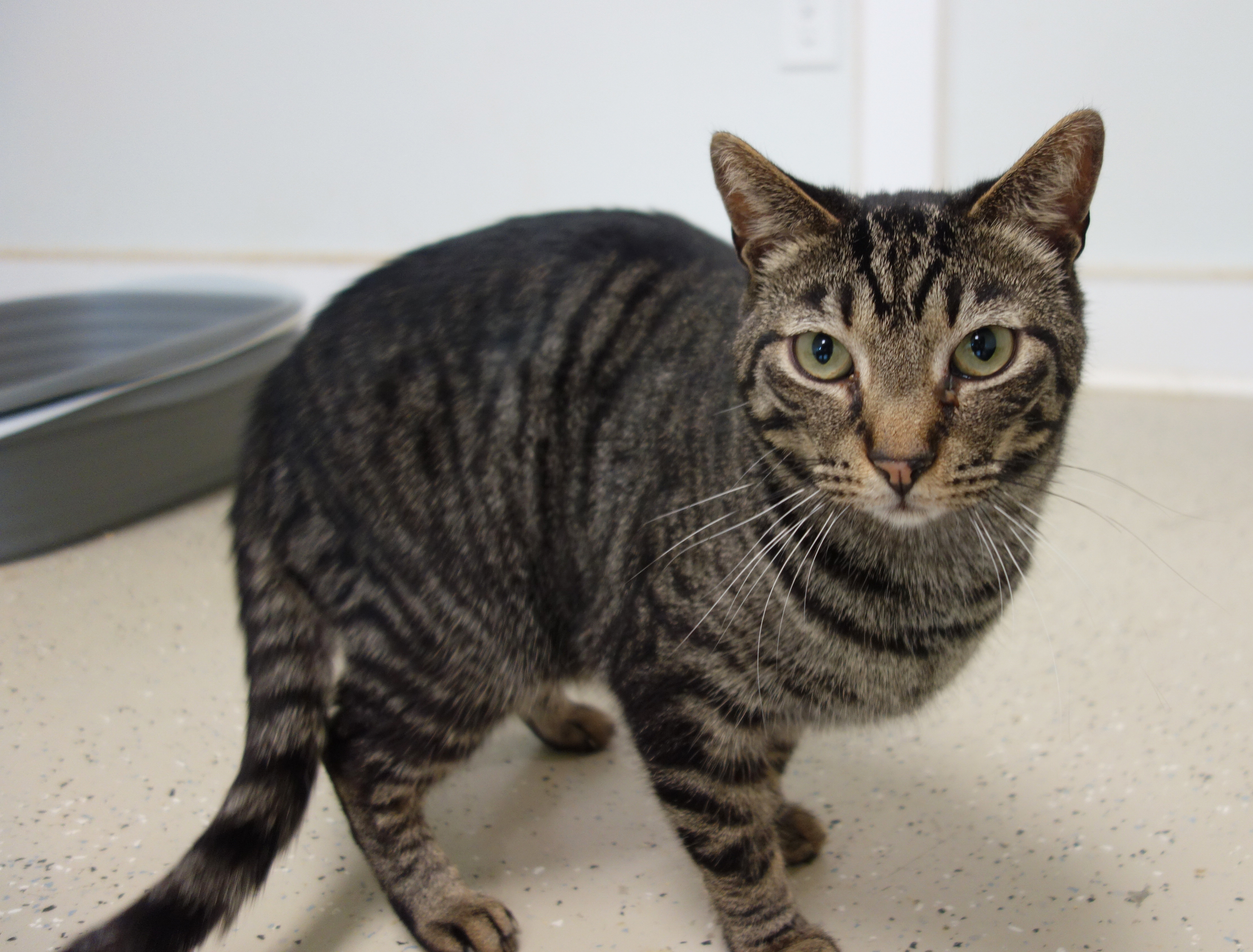 Enlarge Vincent, a Adoptable Domestic Short Hair in Gouldsboro, PA image 1/6