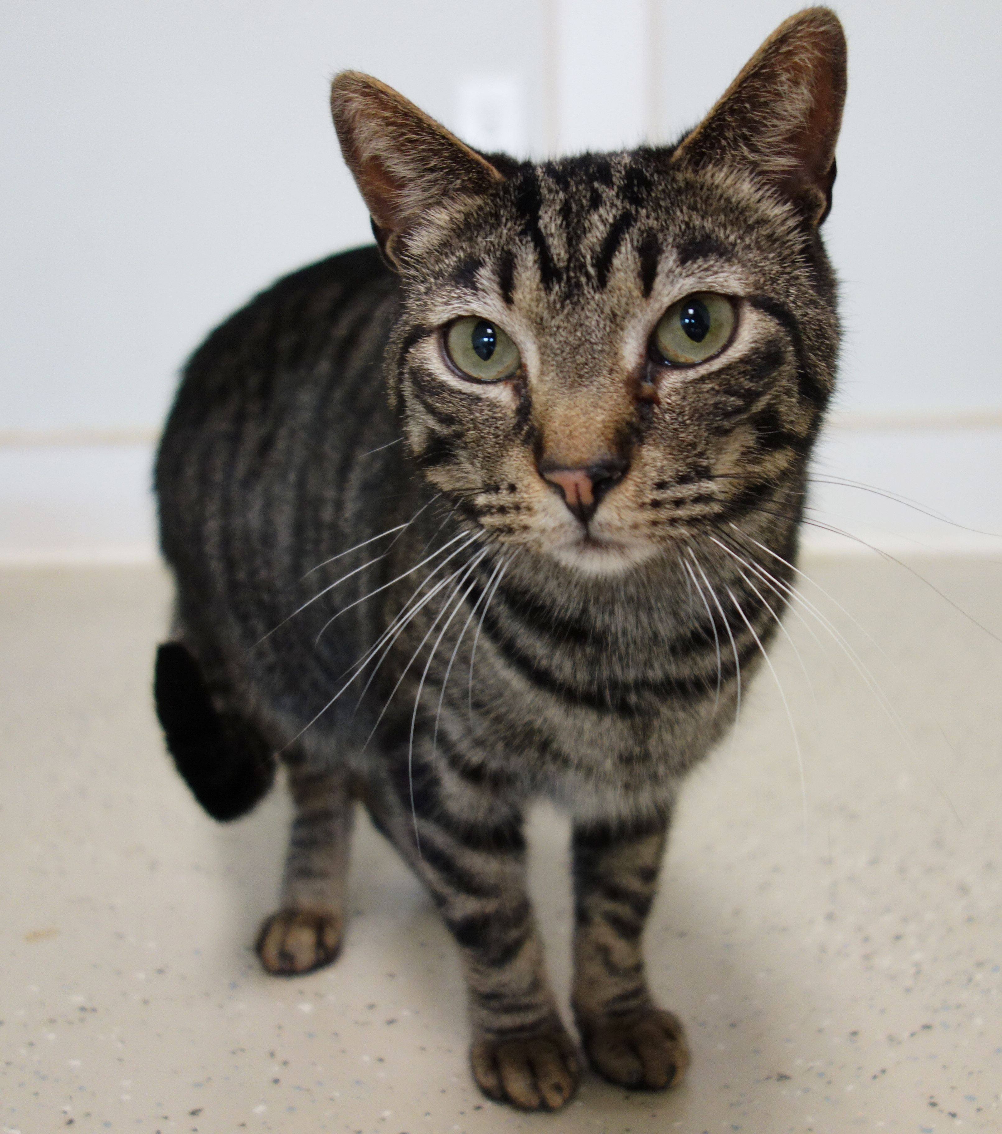 Enlarge Vincent, a Adoptable Domestic Short Hair in Gouldsboro, PA image 3/6