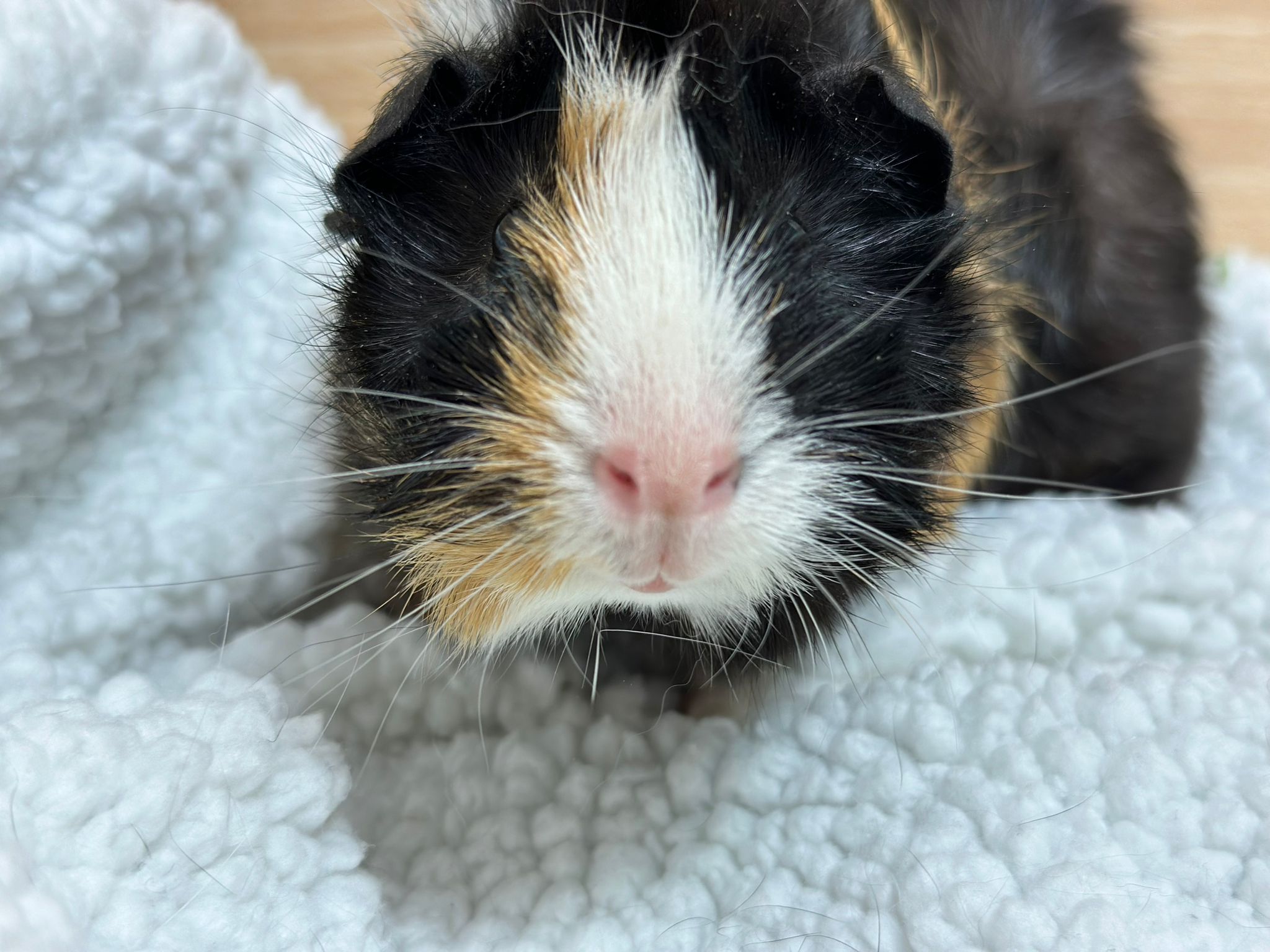 Kirby, Young Female Guinea Pig