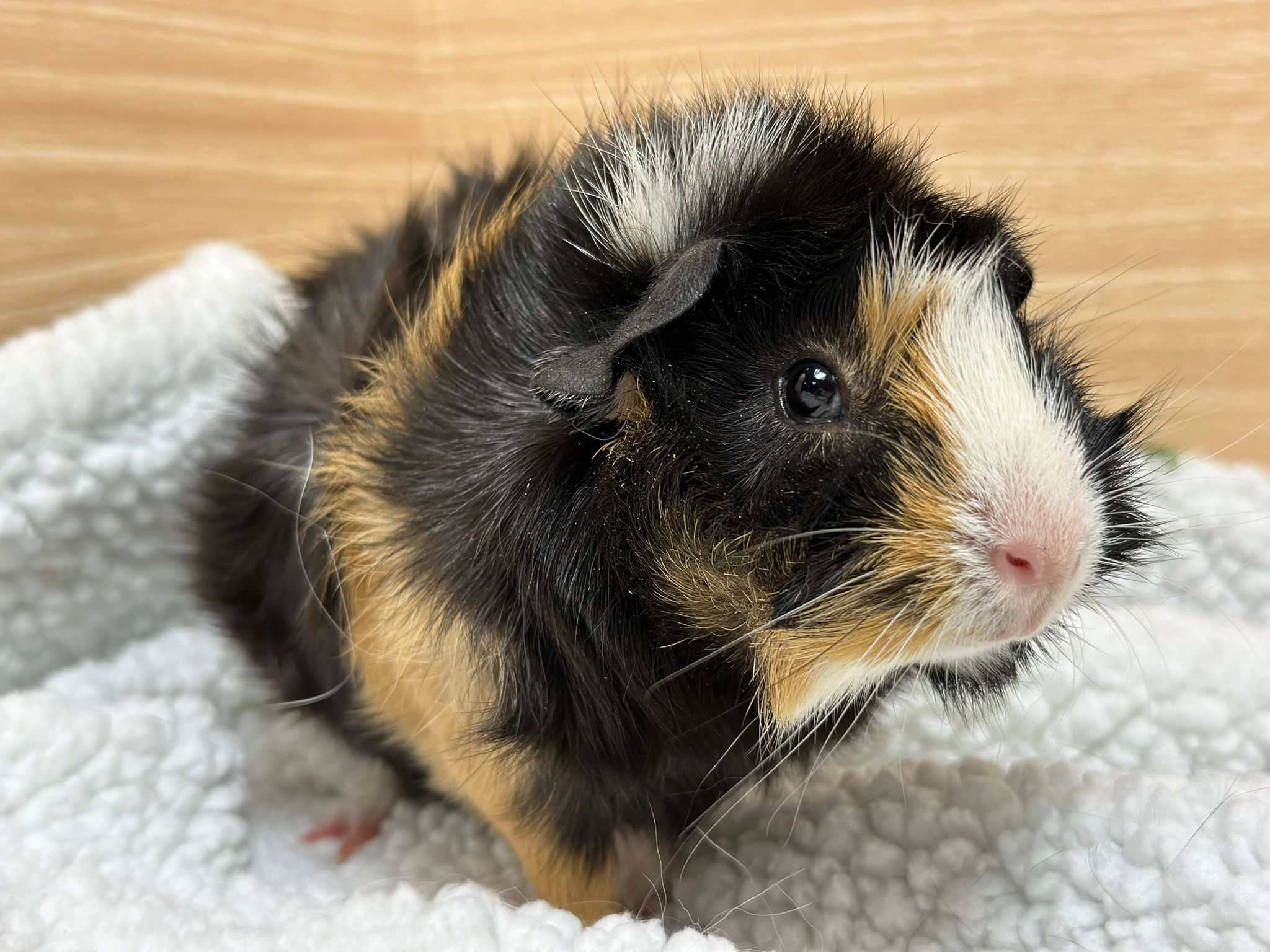 Kirby photo 4