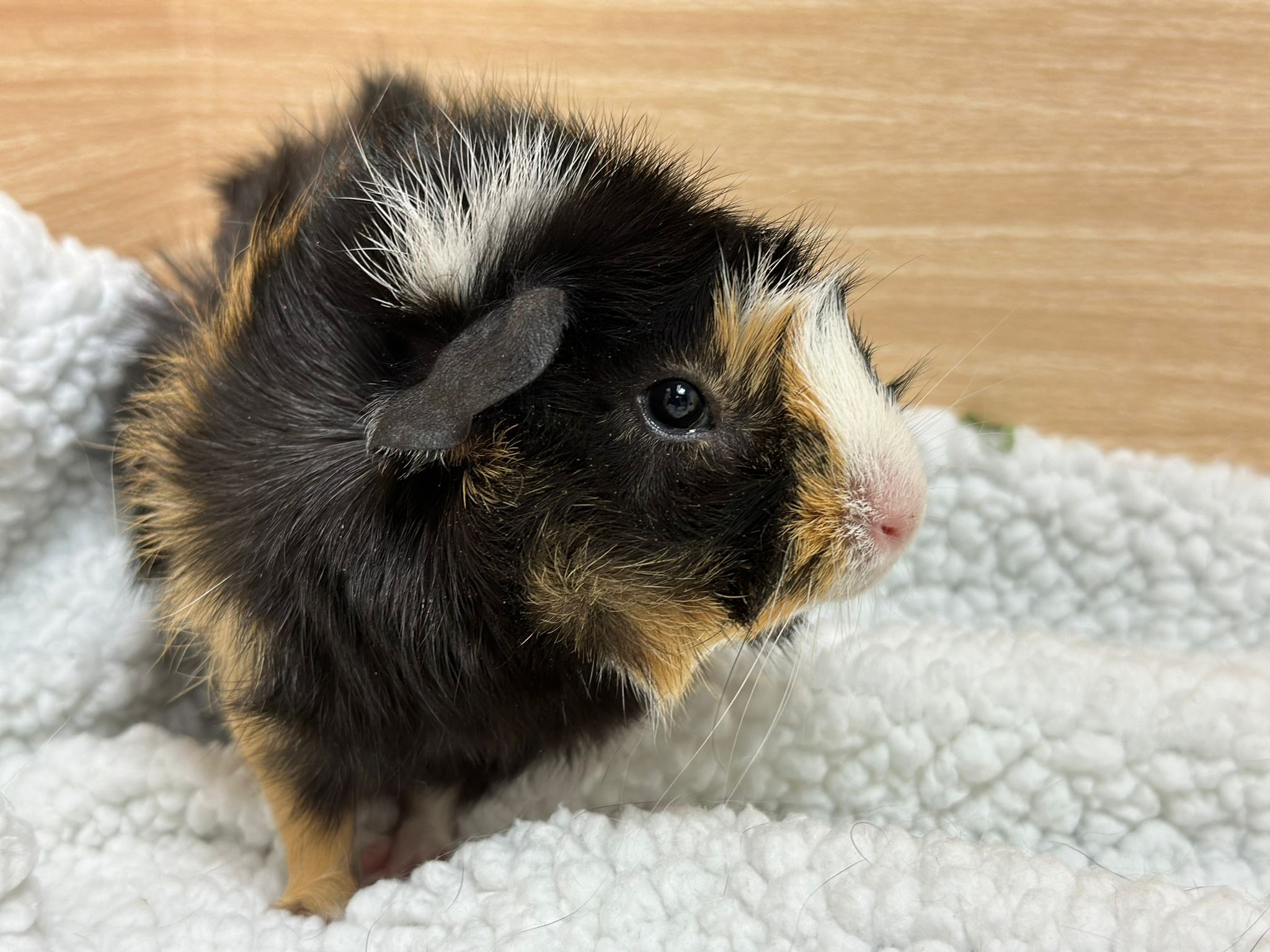 Kirby photo 3