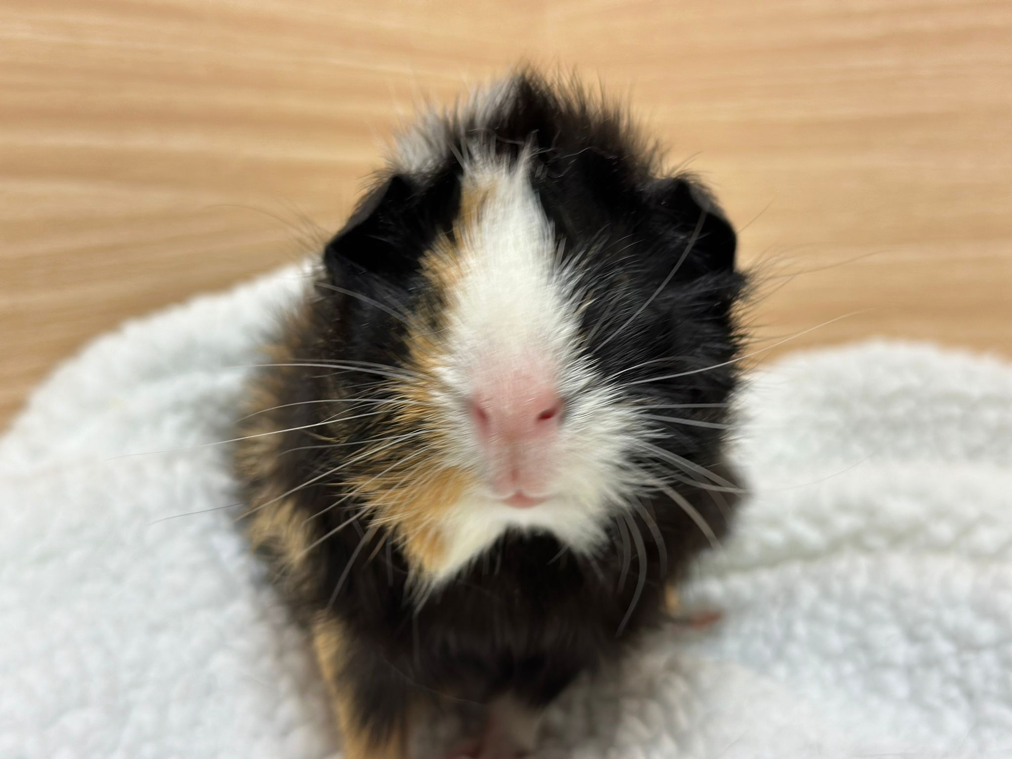Kirby photo 2