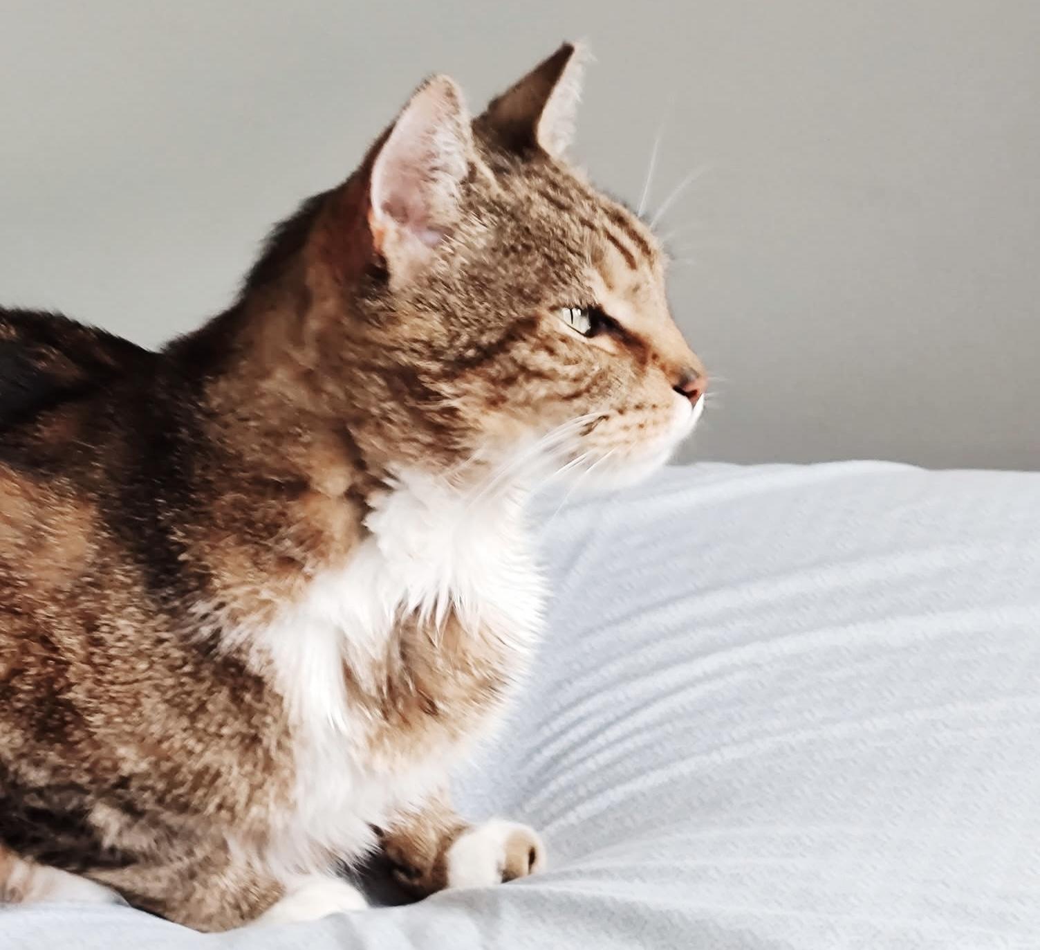 Joe, a Adoptable mixed breed in Hatfield , PA image 6/6