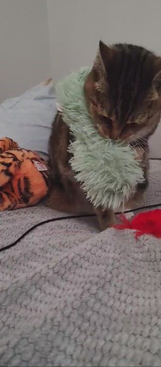 Enlarge Joe, a Adoptable mixed breed in Hatfield , PA video 2/6