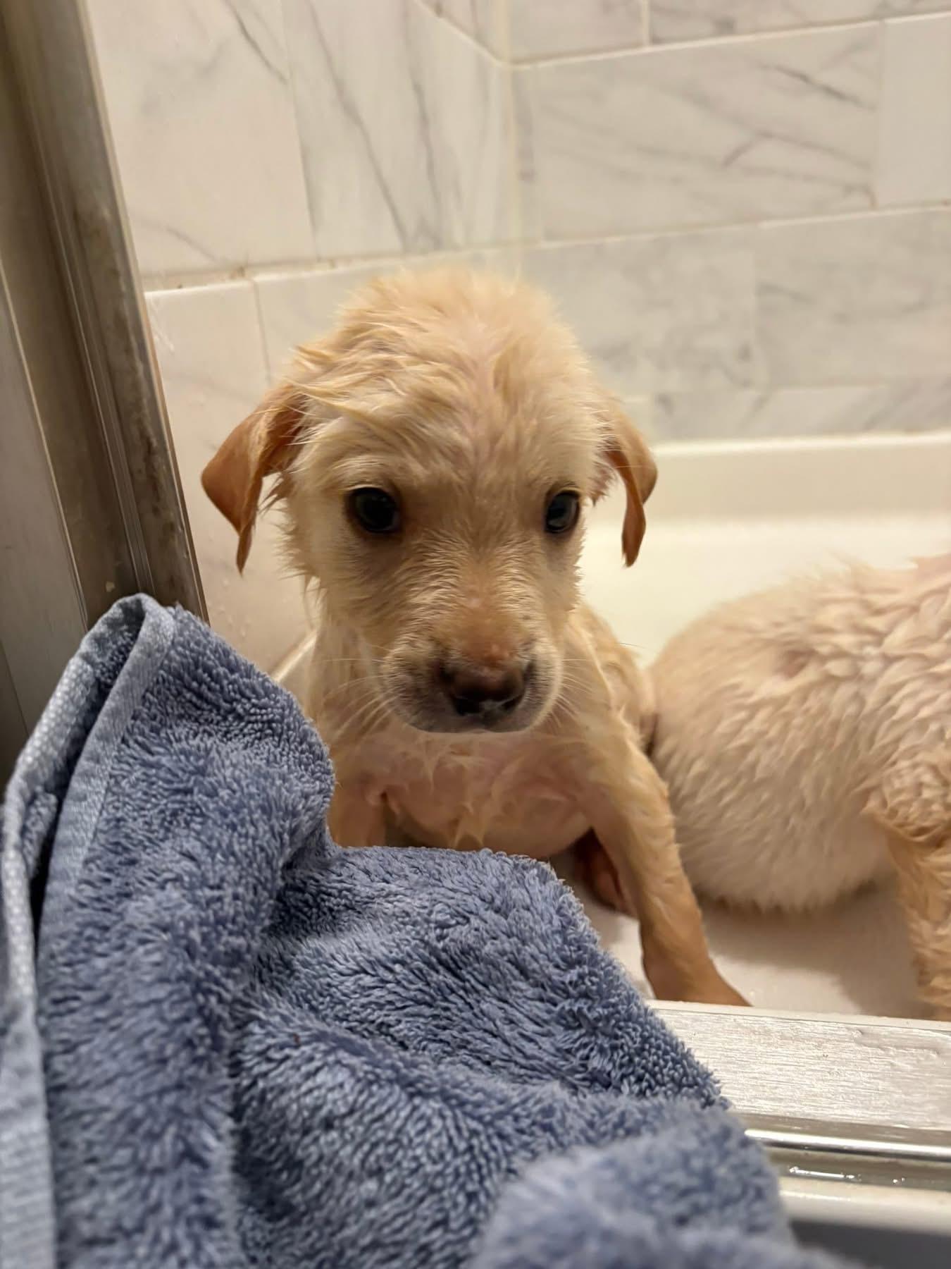 Yule, ADOPTABLE, Puppy Male Great Pyrenees.