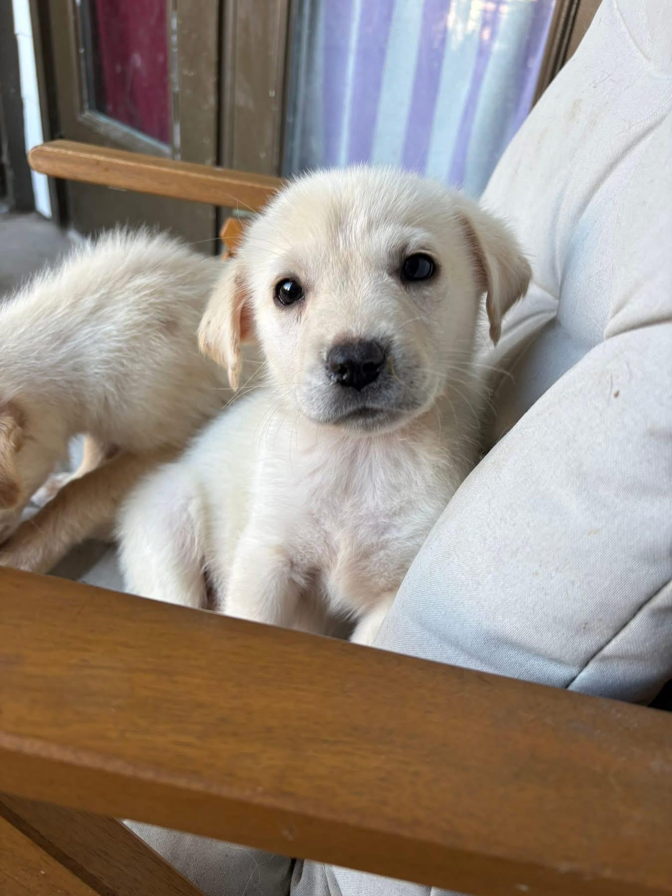 Enlarge Yule, a ADOPTABLE Great Pyrenees in Southlake, TX image 2/6