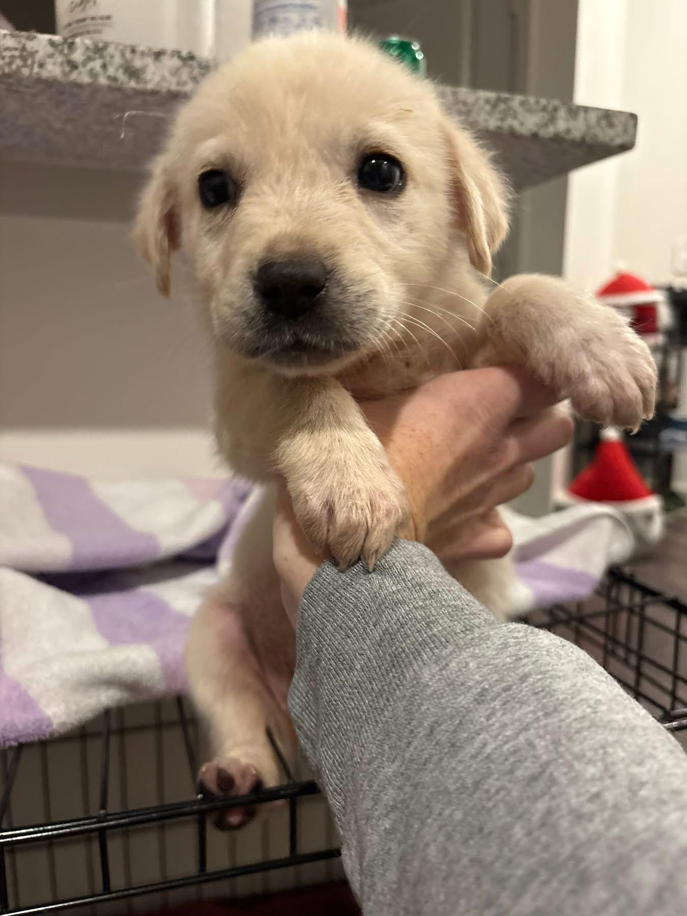 Enlarge Yule, a ADOPTABLE Great Pyrenees in Southlake, TX image 3/6